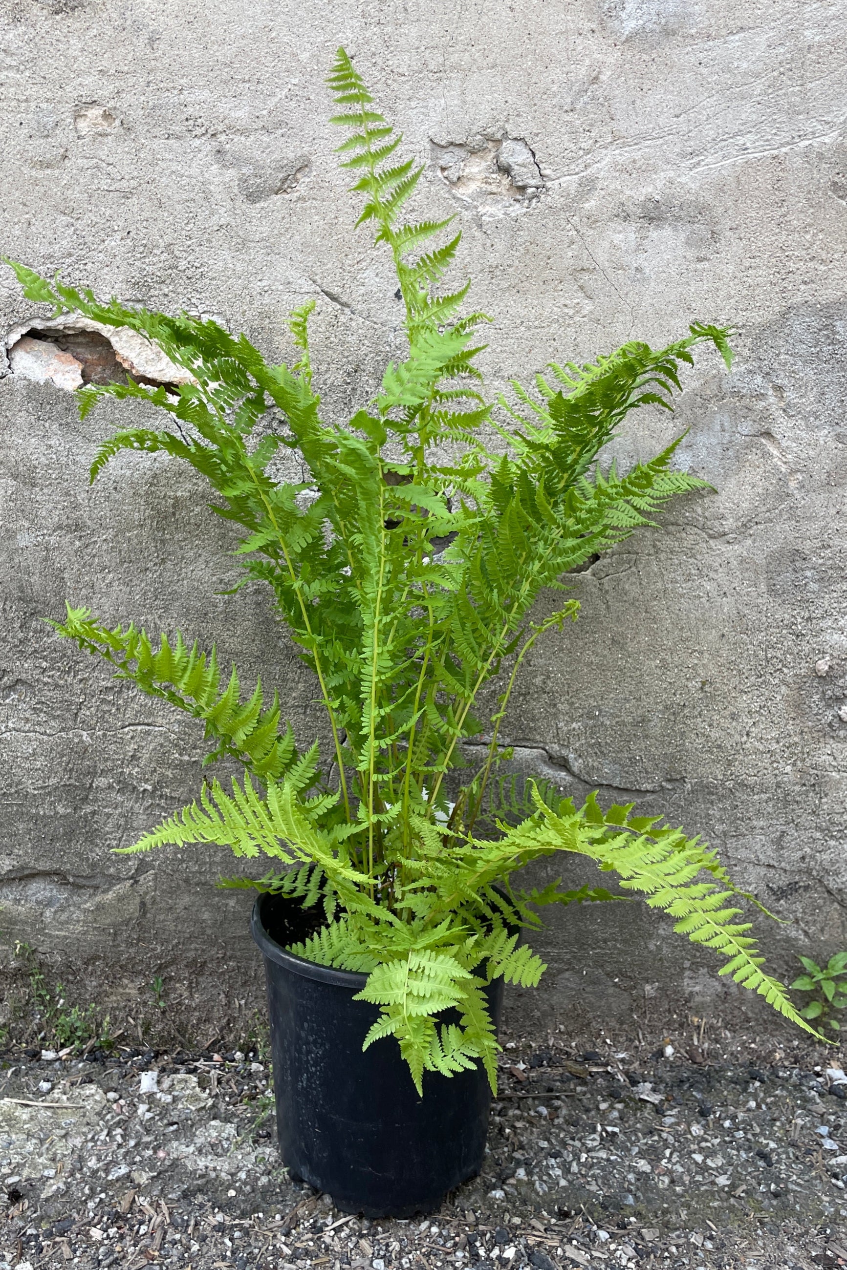 Athyrium felix-femina, the lady fern, in a #1 growers pot with its foliage standing tall in front of a concrete wall the beginning of June. ©Sprout Home