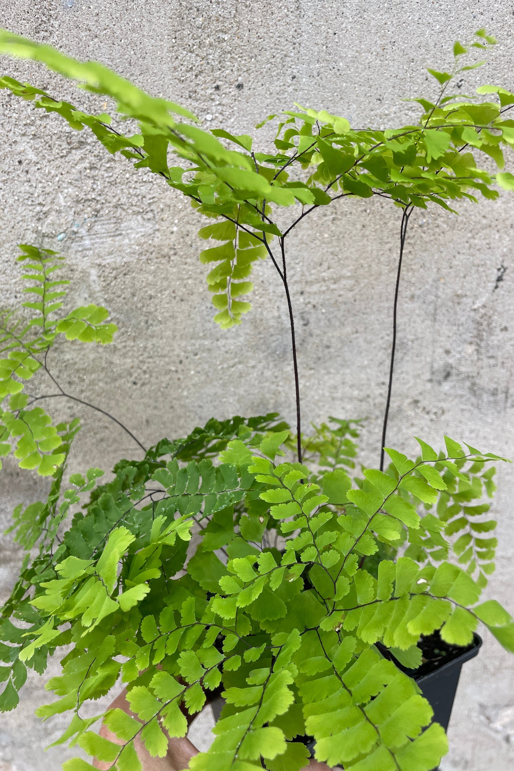 Close up picture of the thin leaves of the Adiantum pedatum at Sprout Home. ©Sprout Home