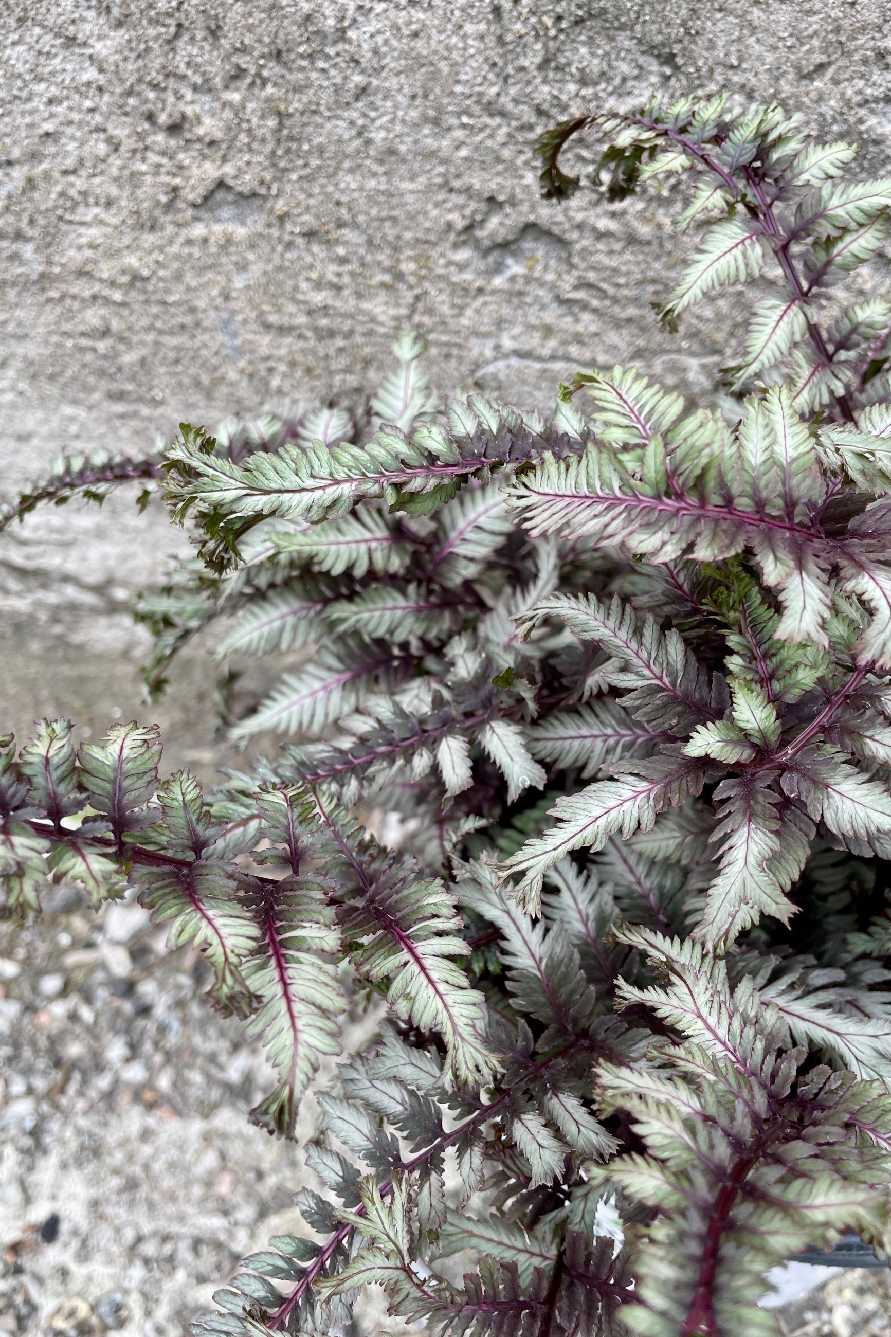 The crested burgundy and silver fronds of the 'Crested Surf' fern the end of April against a concrete wall. ©Sprout Home