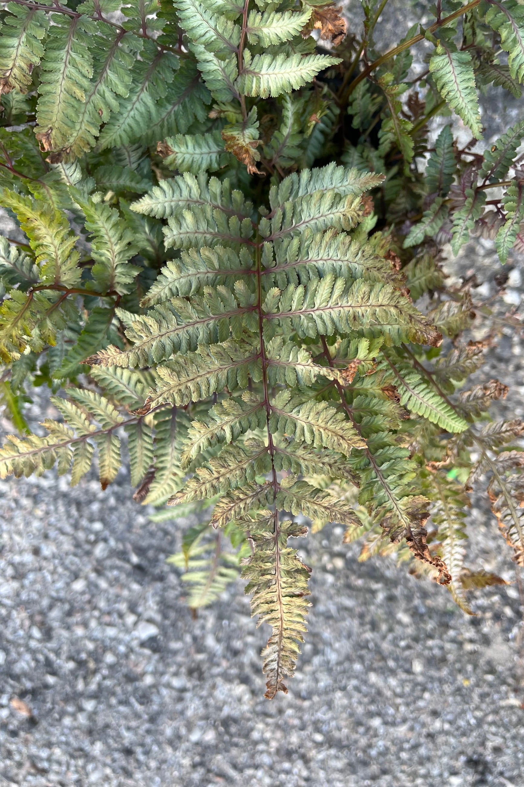 detail image of Athyrium niponicum 'Pictum', otherwise known as "Japanese Painted Fern" showing the colorful fronds' blend of soft gray red and green in late summer at Sprout ©Sprout Home