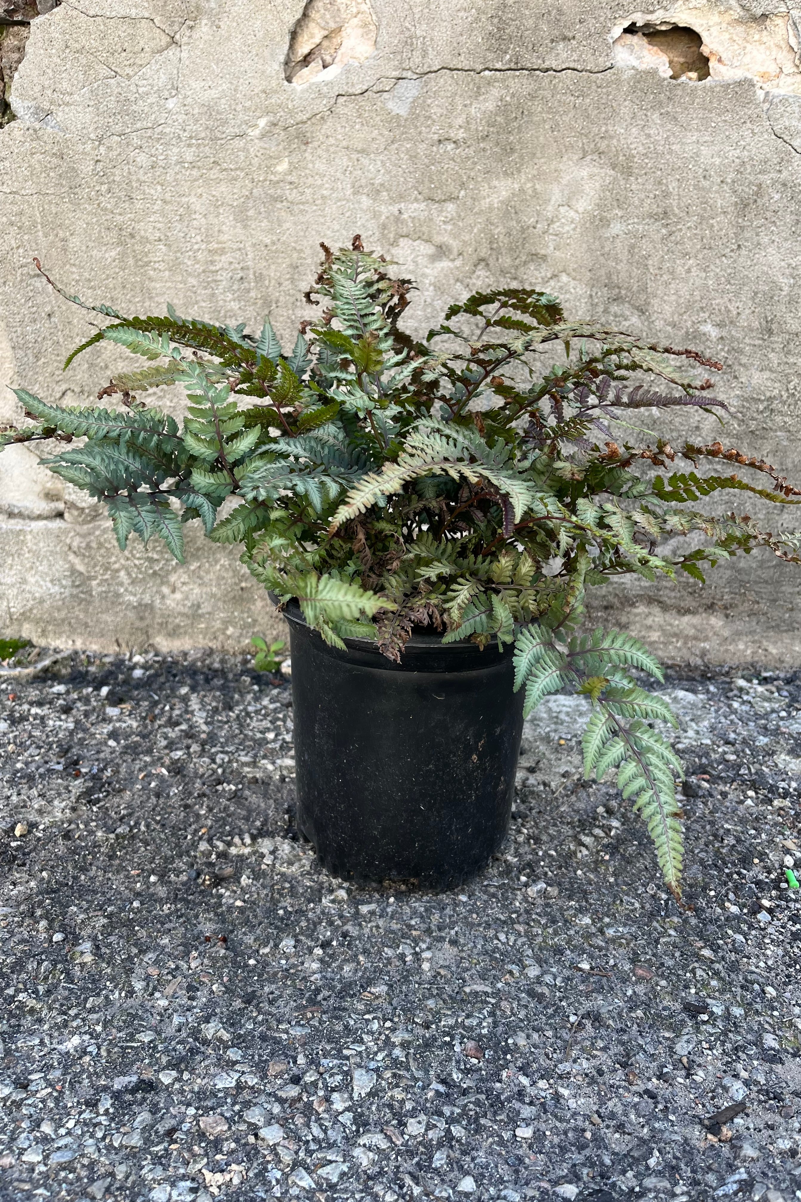 Image of Athyrium niponicum 'Pictum', or "Japanese Painted Fern" in a #1 grower's pot, showing the colorful fronds in a blend of soft gray red and green in later summer at Sprout Home ©Sprout Home