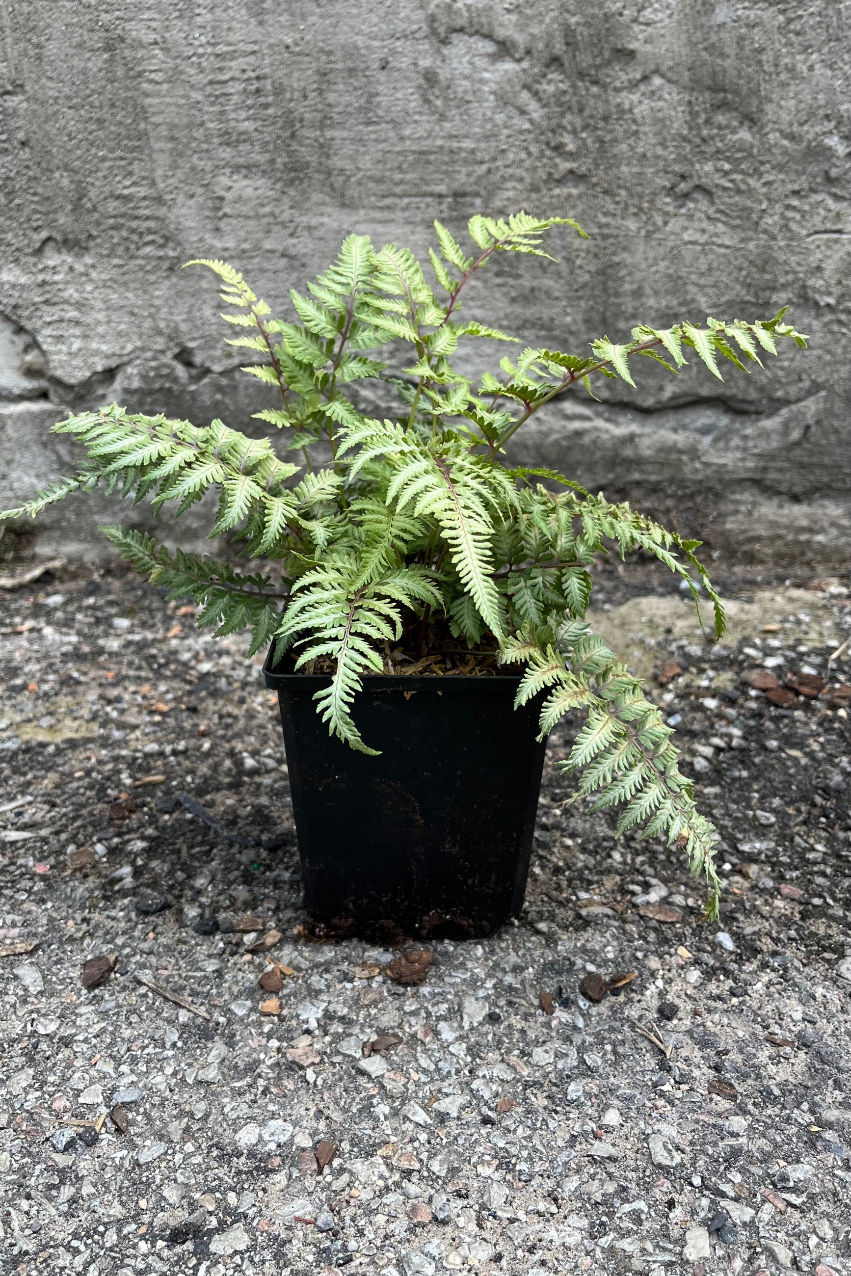 Anthurium 'Dictum' in a 1qt growers pot with full foliage in shades of cream and green with hints of burgundy the middle of July ©Sprout Home