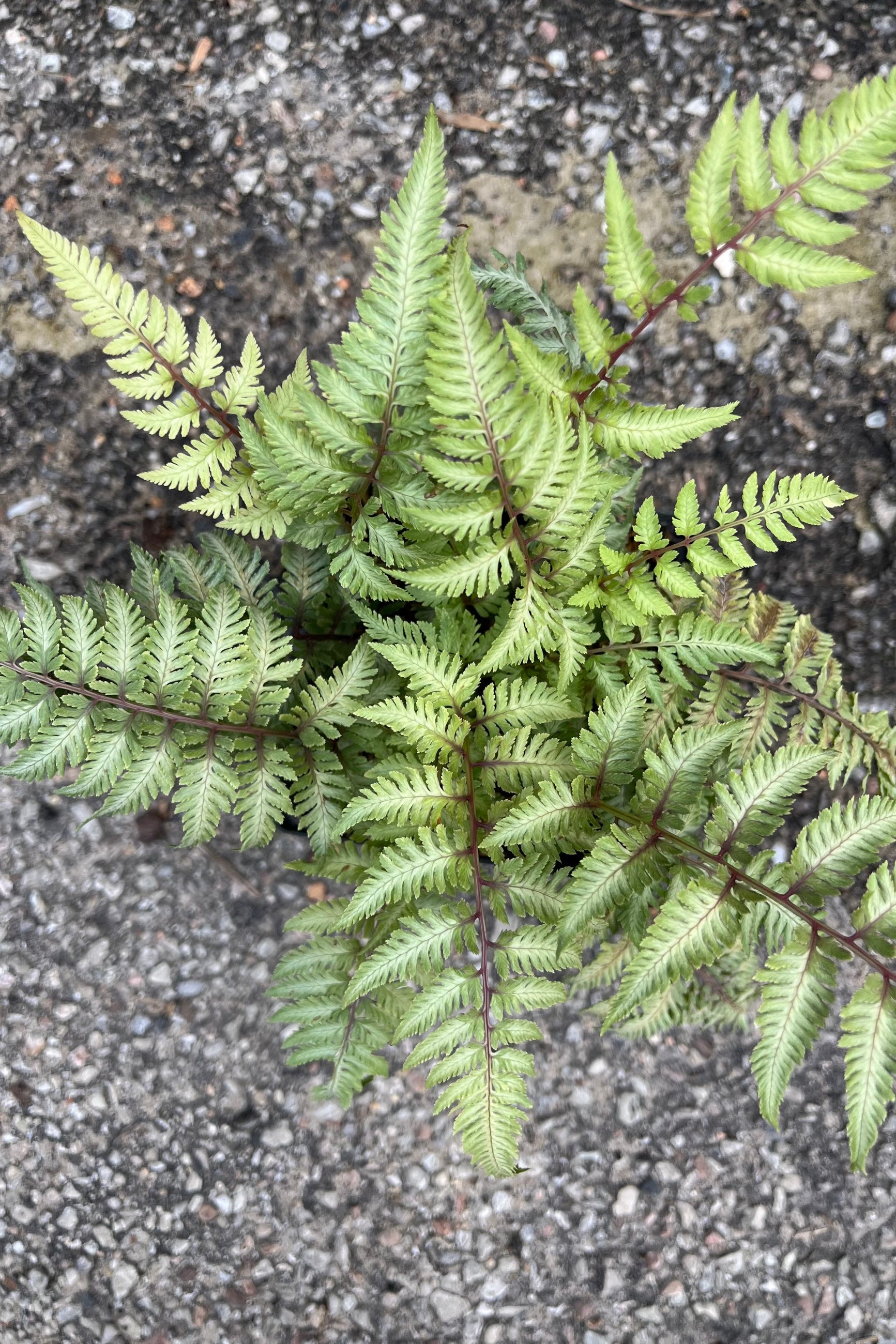 A detail picture of the Japanese painted from looking from above it mid July ©Sprout Home