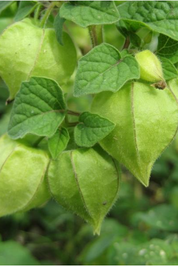 Fresh Aunt Molly Ground Cherry plant by Hudson Valley Seed Company