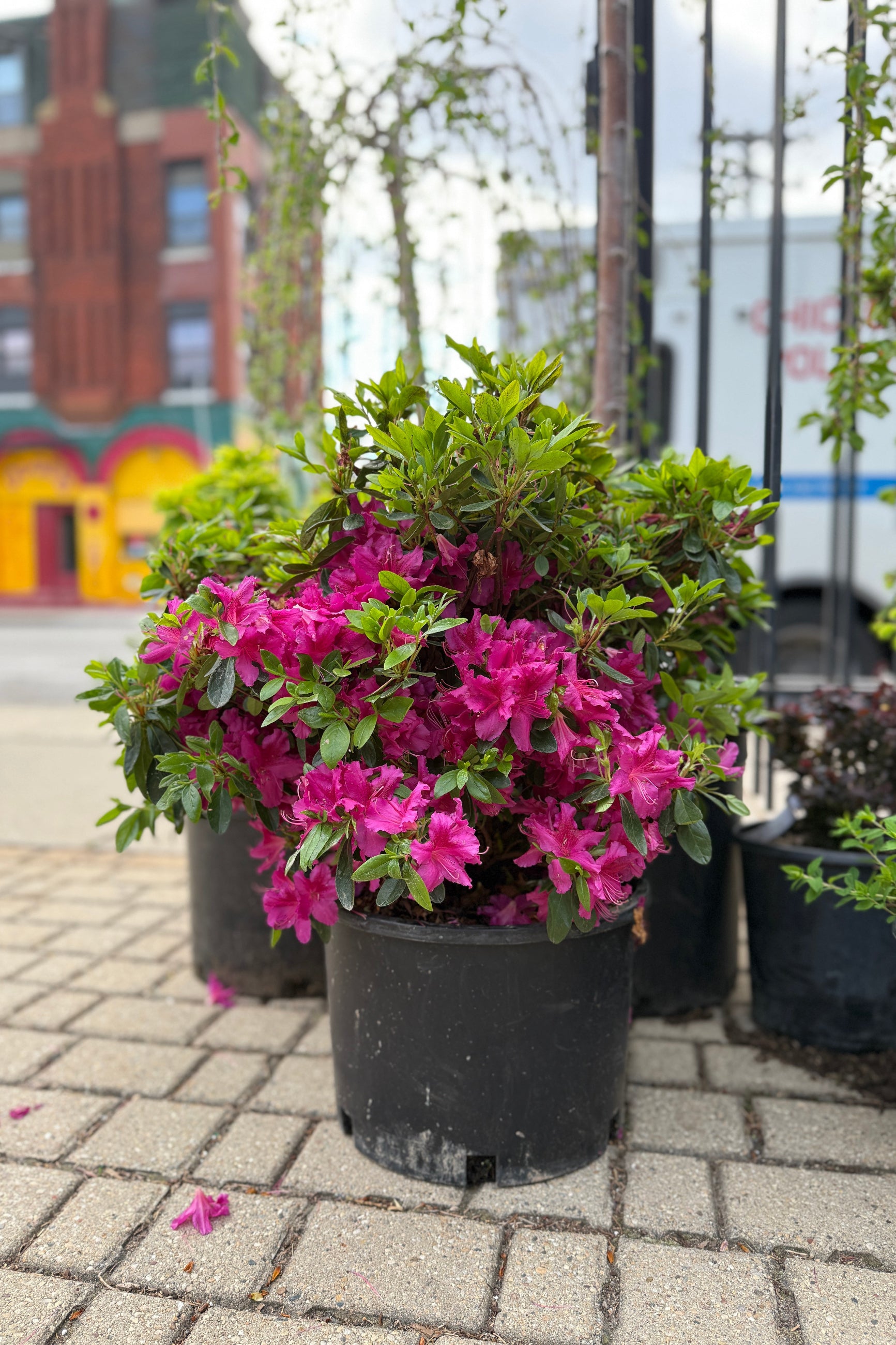 Azalea x 'Girard's Fuchsia' in a #6 growers pot blooming with its bright flowers the middle of May ©Sprout Home