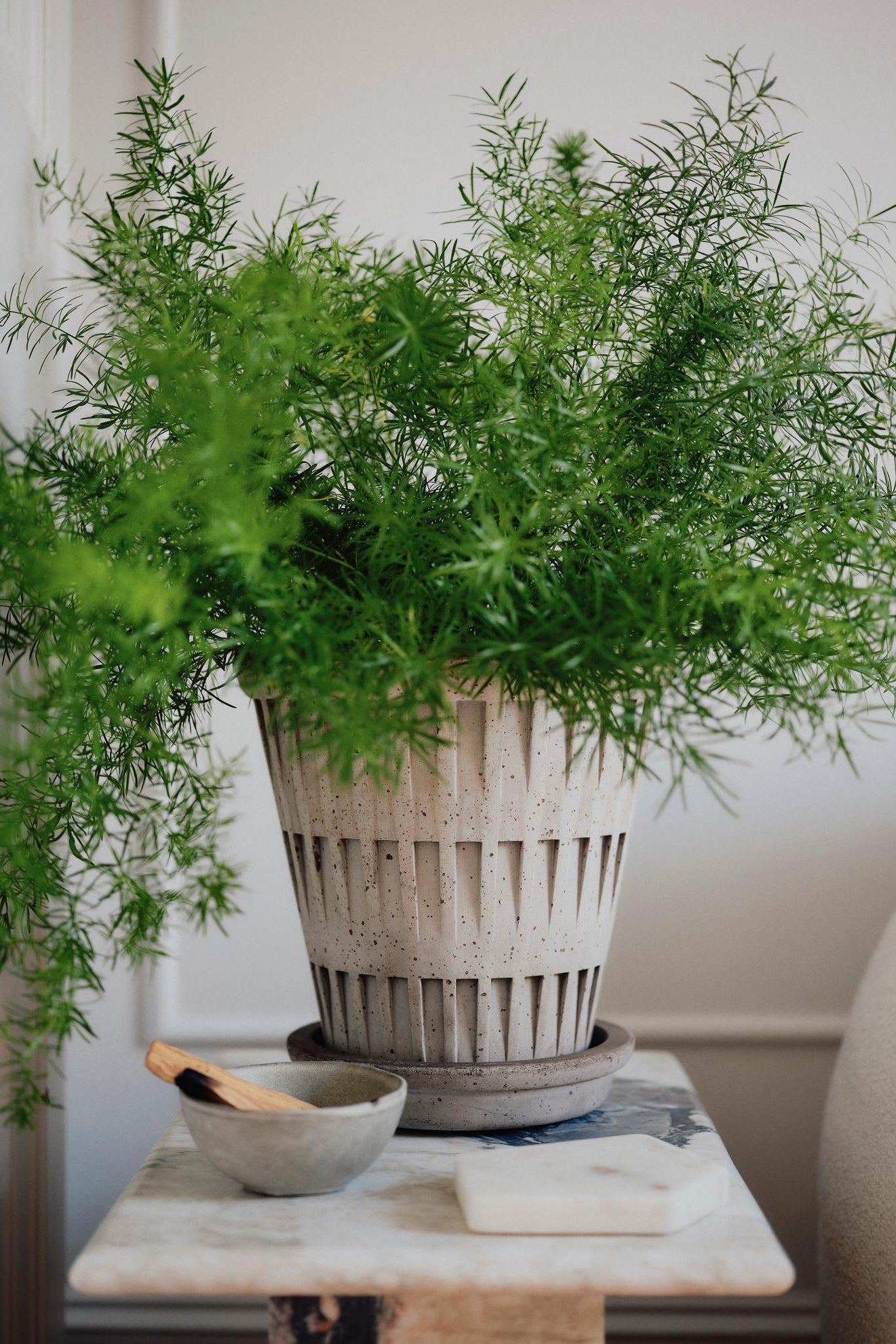 Potted asparagus plant in a Pantheon pot on a marble surface with a neutral background ©Bergs Potter