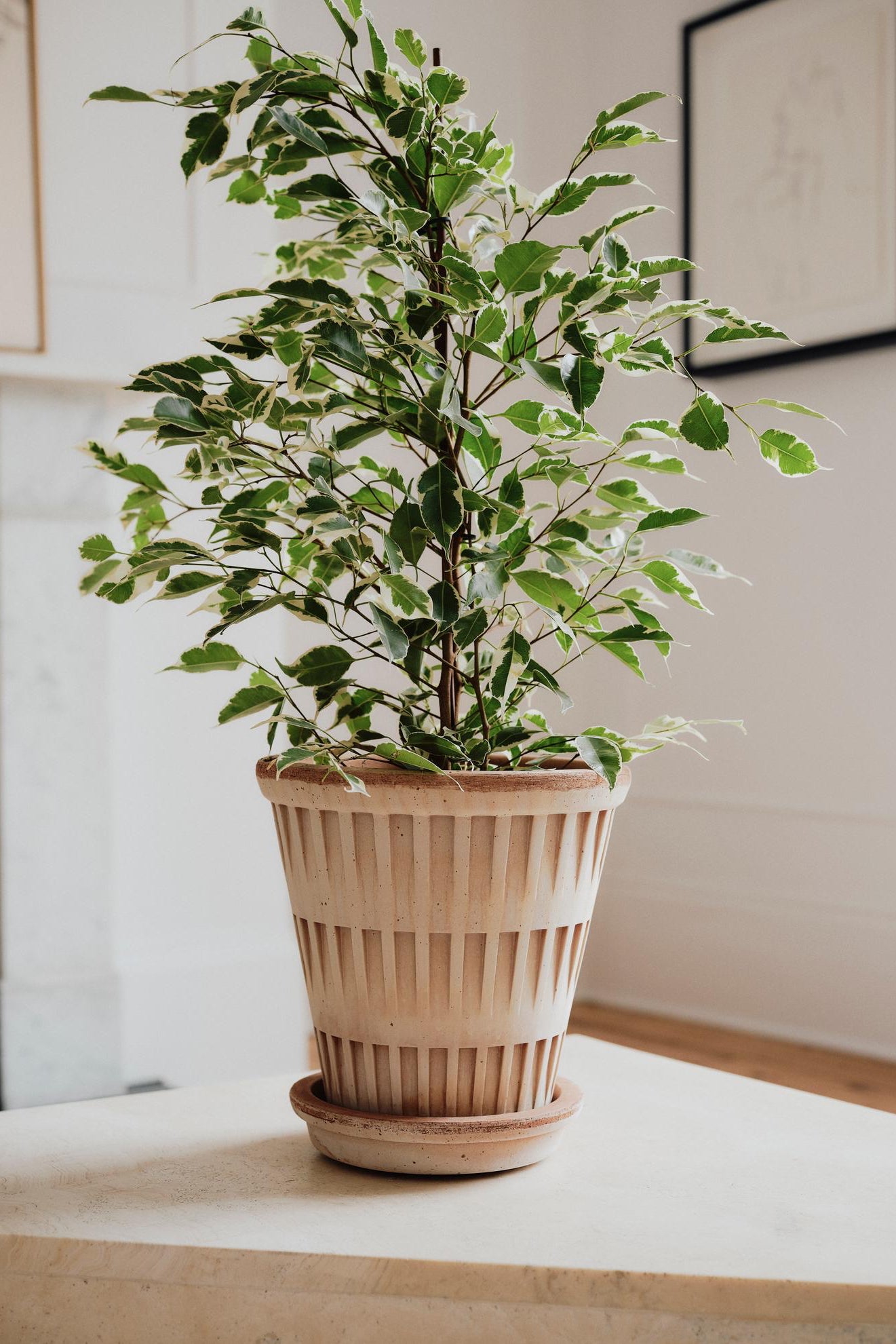 Ficus planted in a raw Pantheon Bergs Potter Plater in a white scandi style room ©Bergs Potter