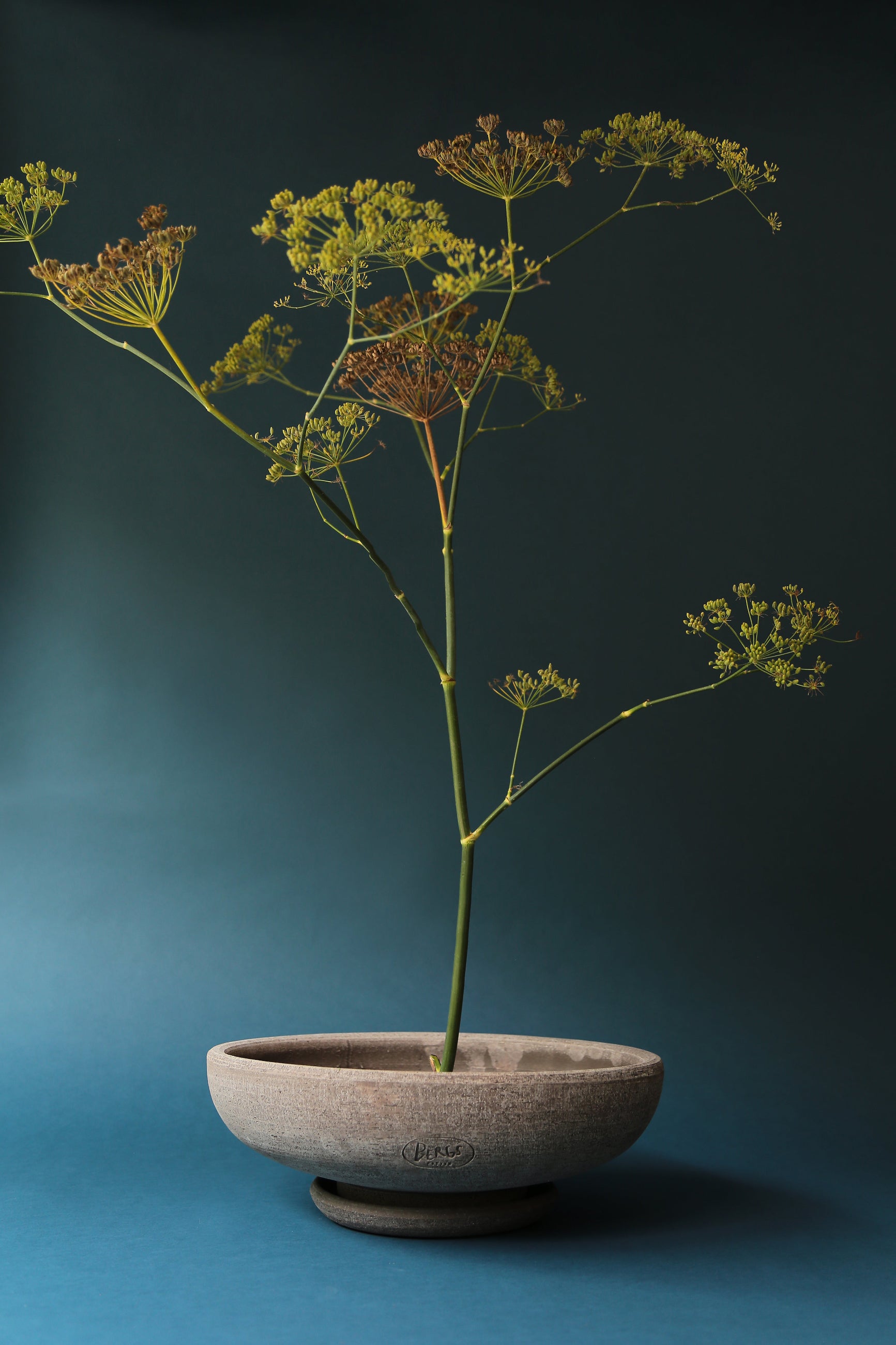 The Bergs Potter Ada Bowl with a dill frond placed inside Ikibana style ©Bergs Potter