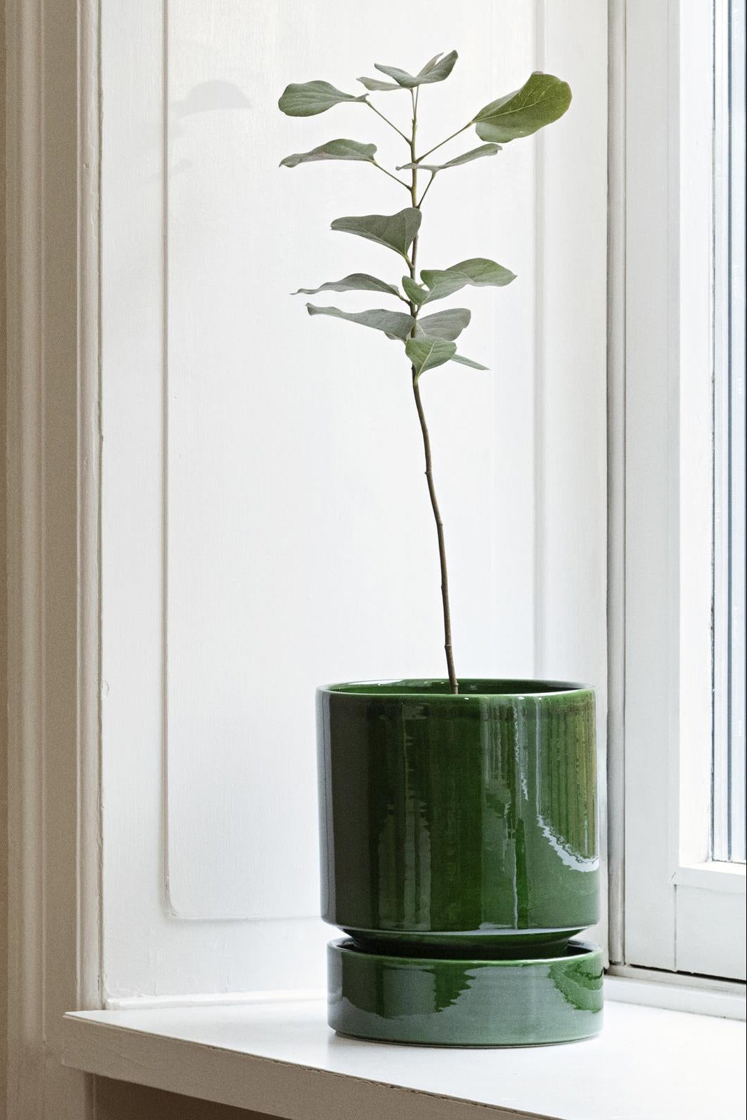 Green potted plant on a windowsill with a neutral background ©Bergs Potter