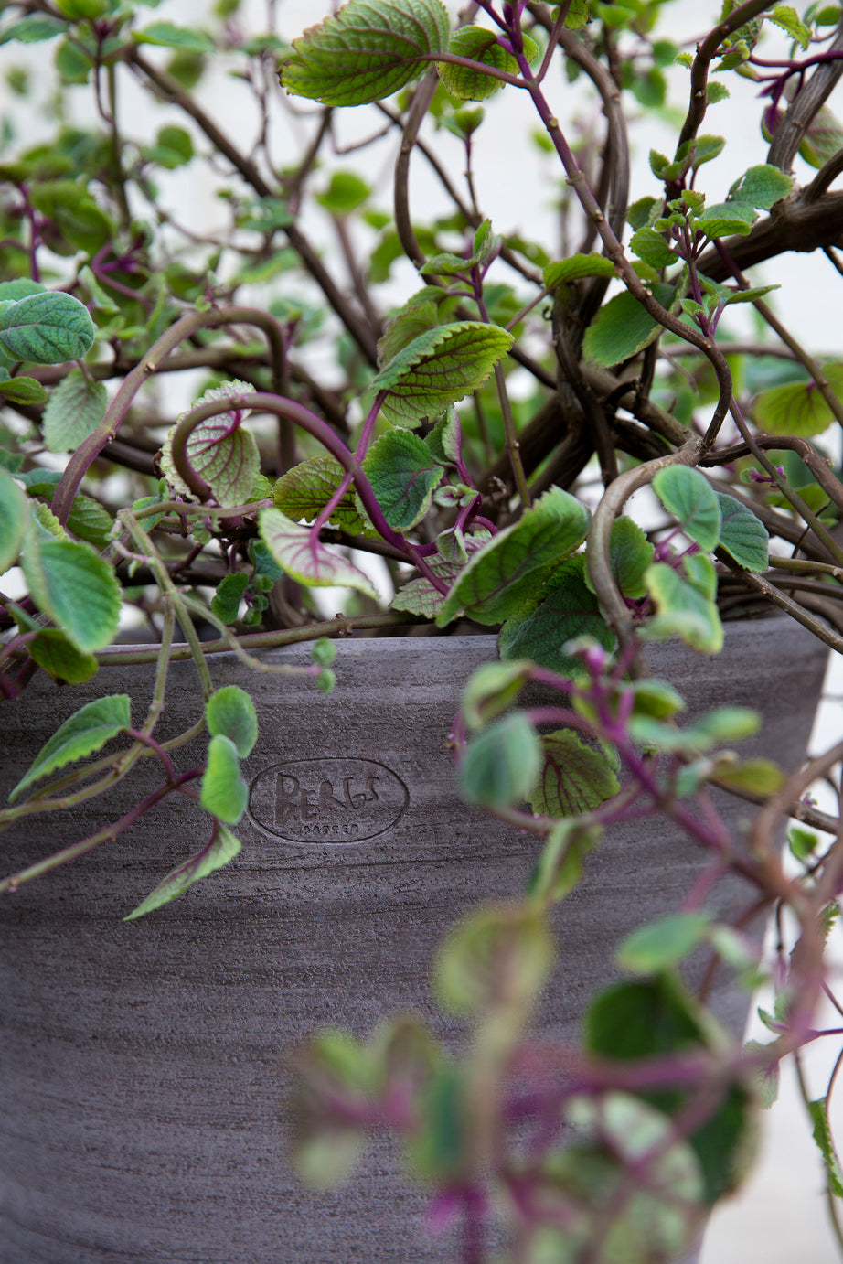 A detail of the Bergs stamp on a Julie Grey pot with a plant potted inside