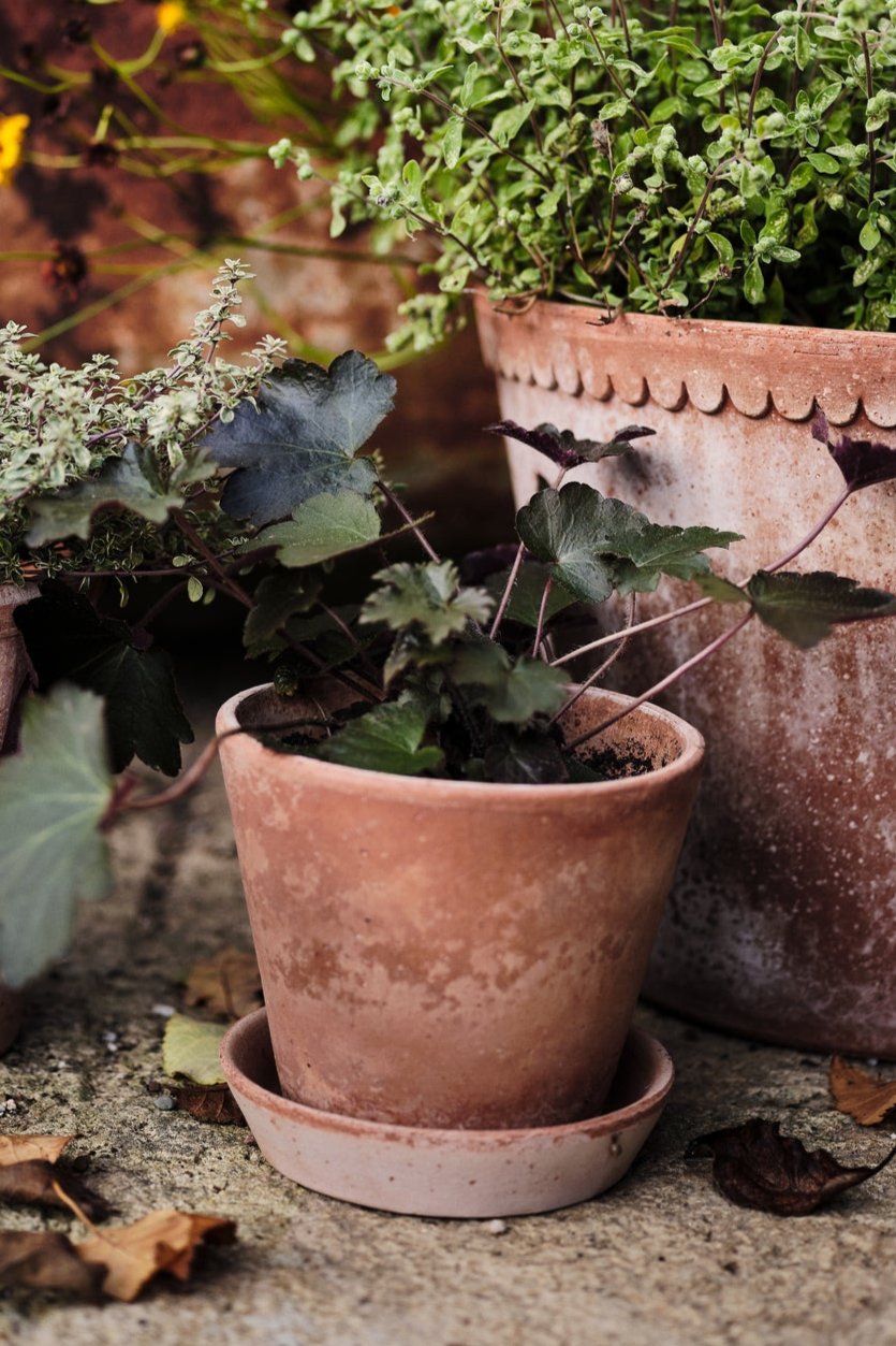 Bergs Potter Rosa Julie pot planted amongst other plants in Bergs containers.