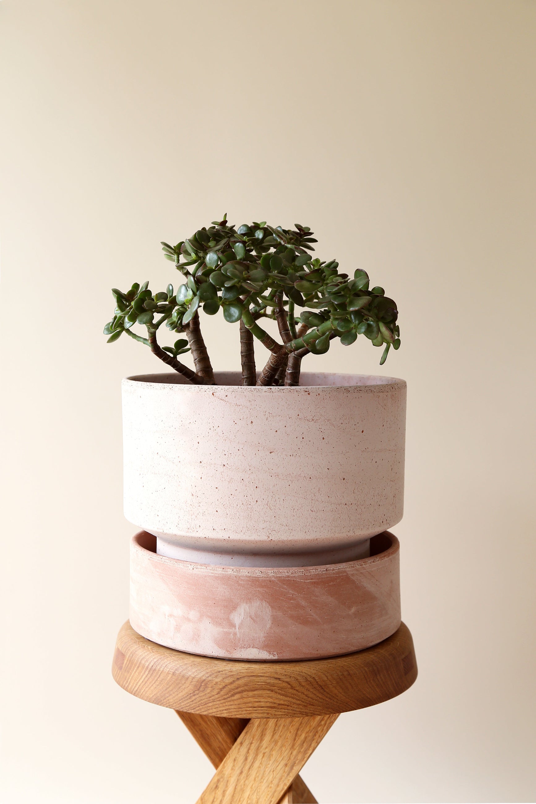 A 11.8 Rosa Hoff pot by Bergs Potter planted with a jade plant on a wood plant stand. ©Bergs Potter