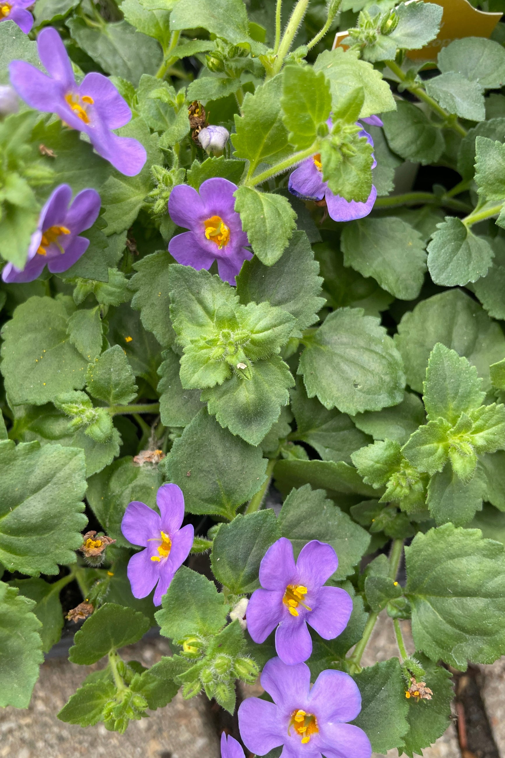 Detail photo of the cute purple flowers of the Bacopa 'Guliver Blue' ©Sprout Home
