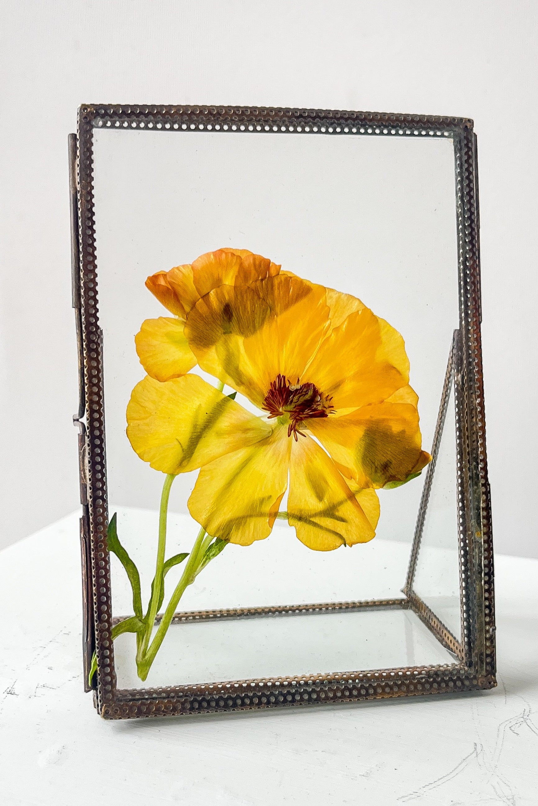 Yellow flower in a glass frame on a white background ©Sprout Home