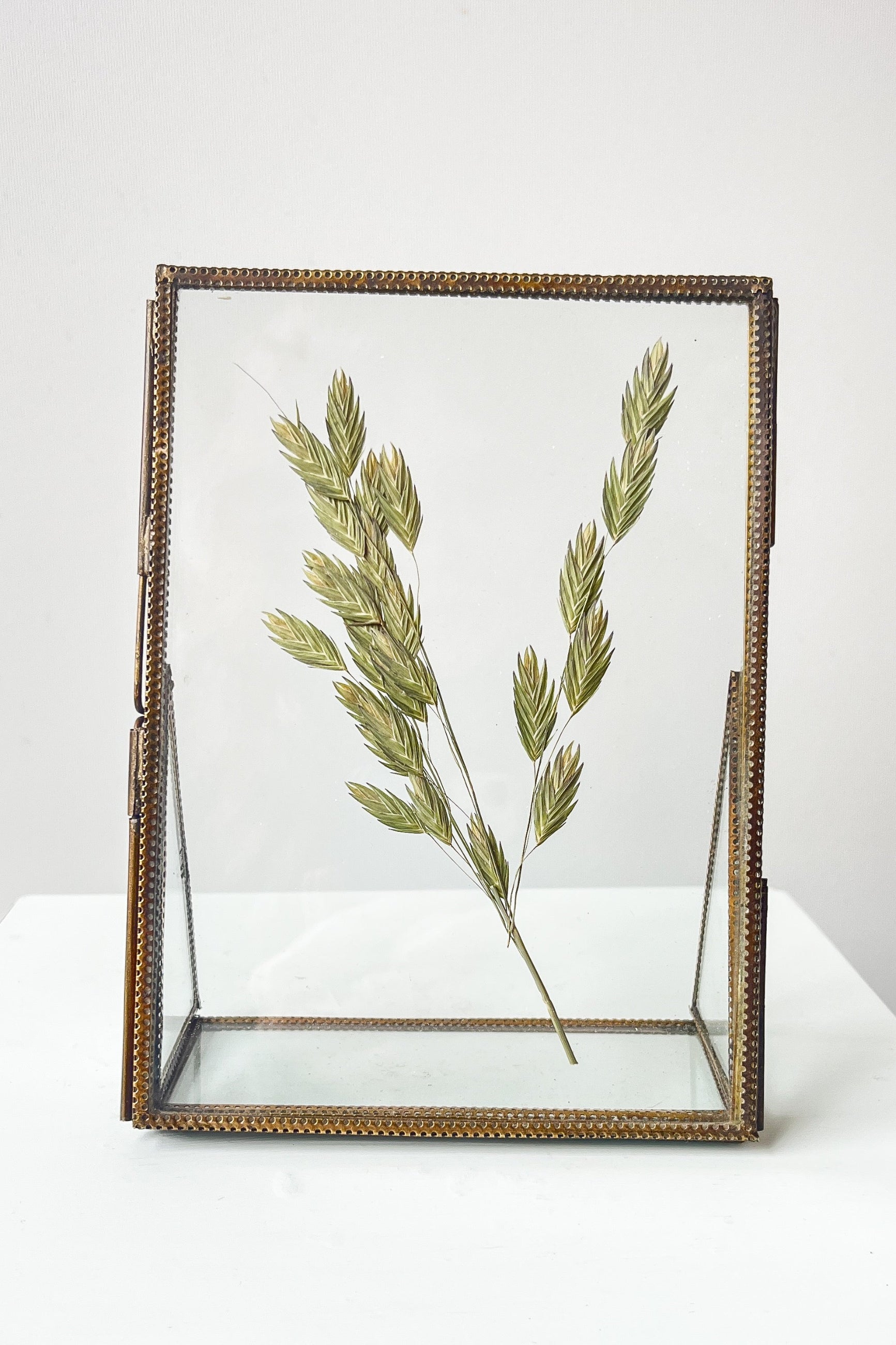 Pressed plant specimen in a decorative glass frame on a white background ©Sprout Home
