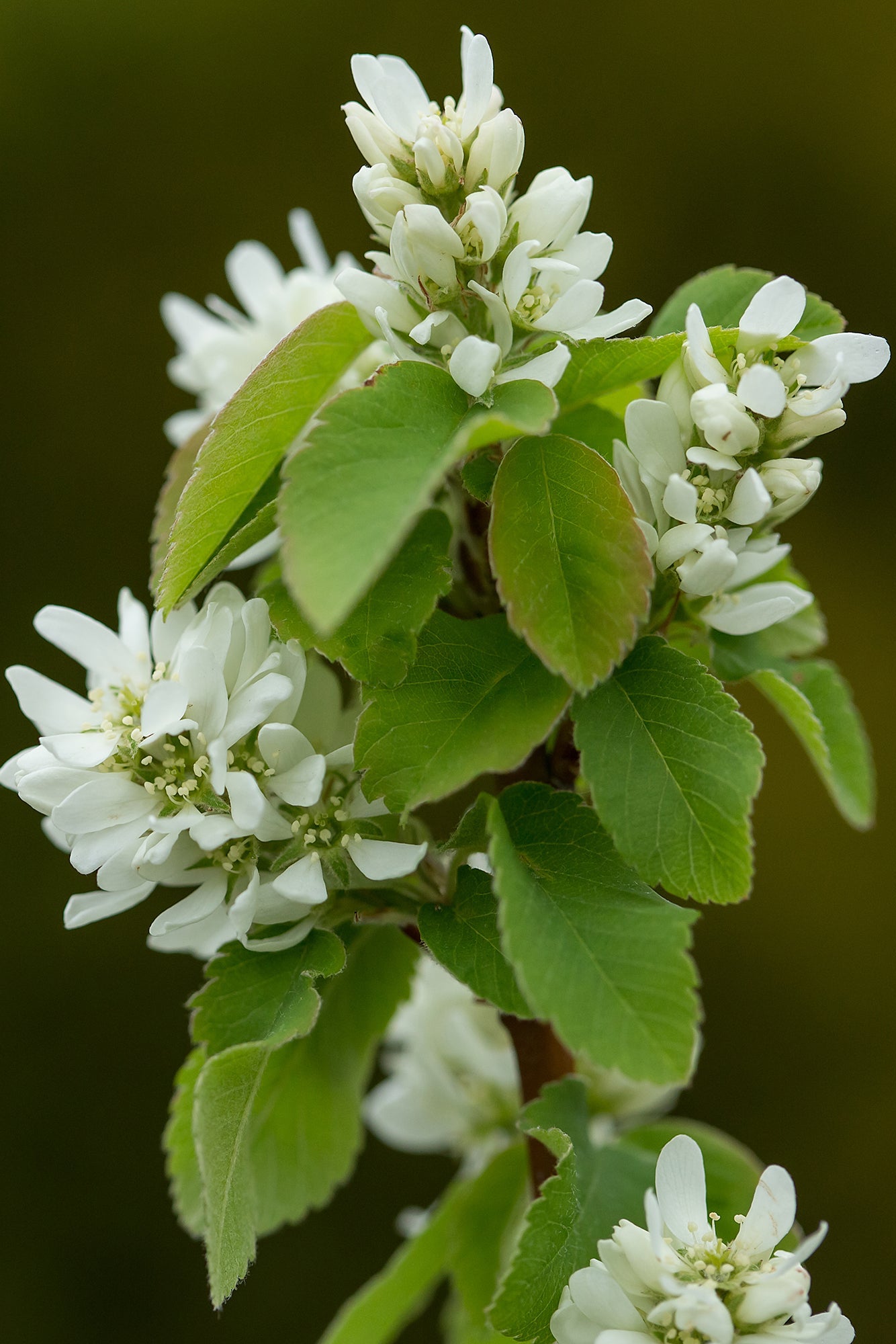 Amelanchier 'Standing Ovation' white flowers up close ©Bailey Nurseries