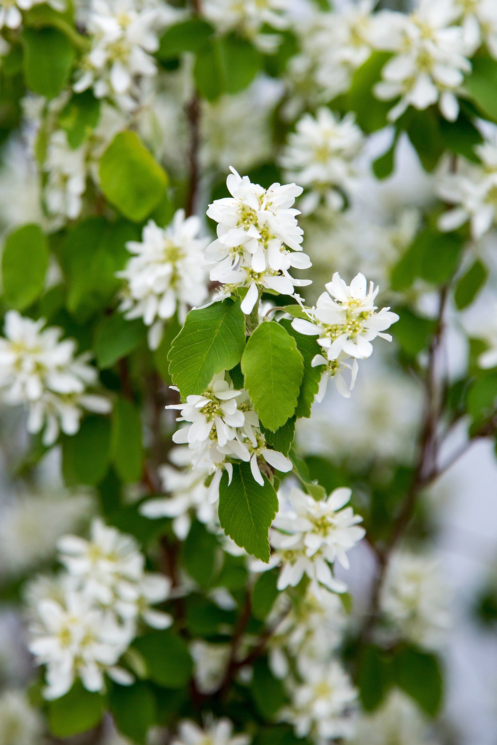 Amelanchier 'Standing Ovation' covered in white blooms and up close ©Bailey Nurseries