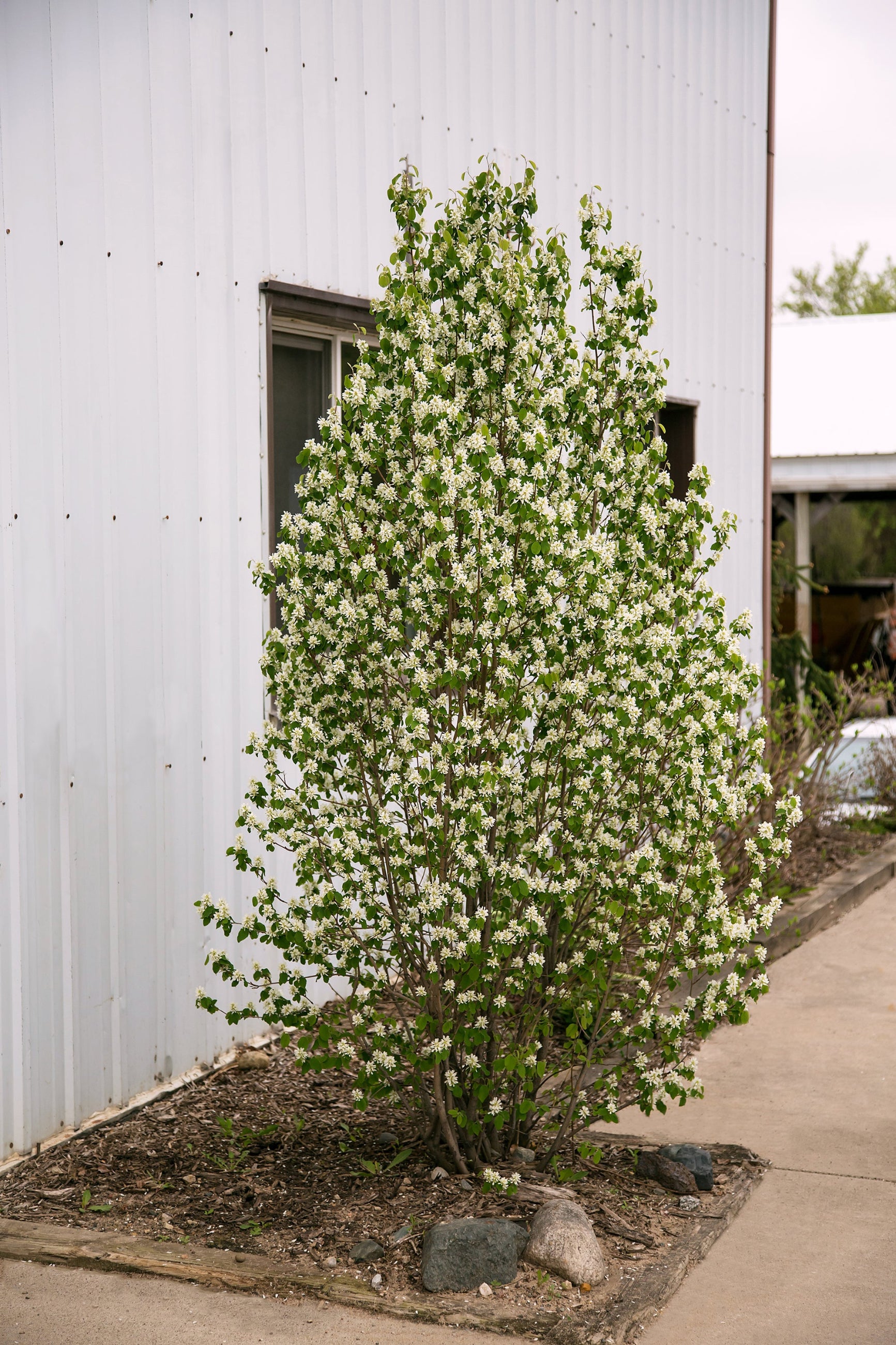 Amelanchier 'Standing Ovation' in the landscape, more mature, and in the landscape ©Bailey Nurseries