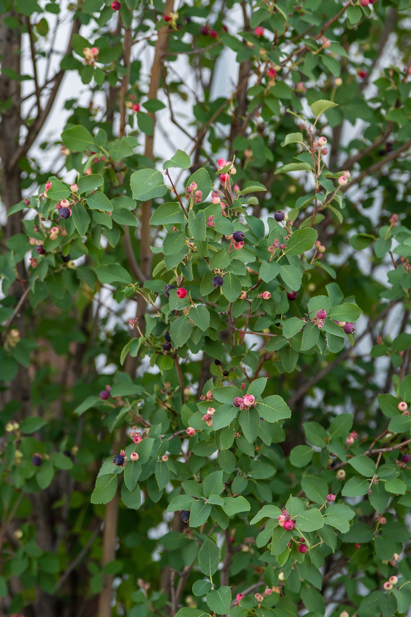 Amelanchier 'Standing Ovation' in the landscape, more mature, and in the landscape with its berries ©Bailey Nurseries