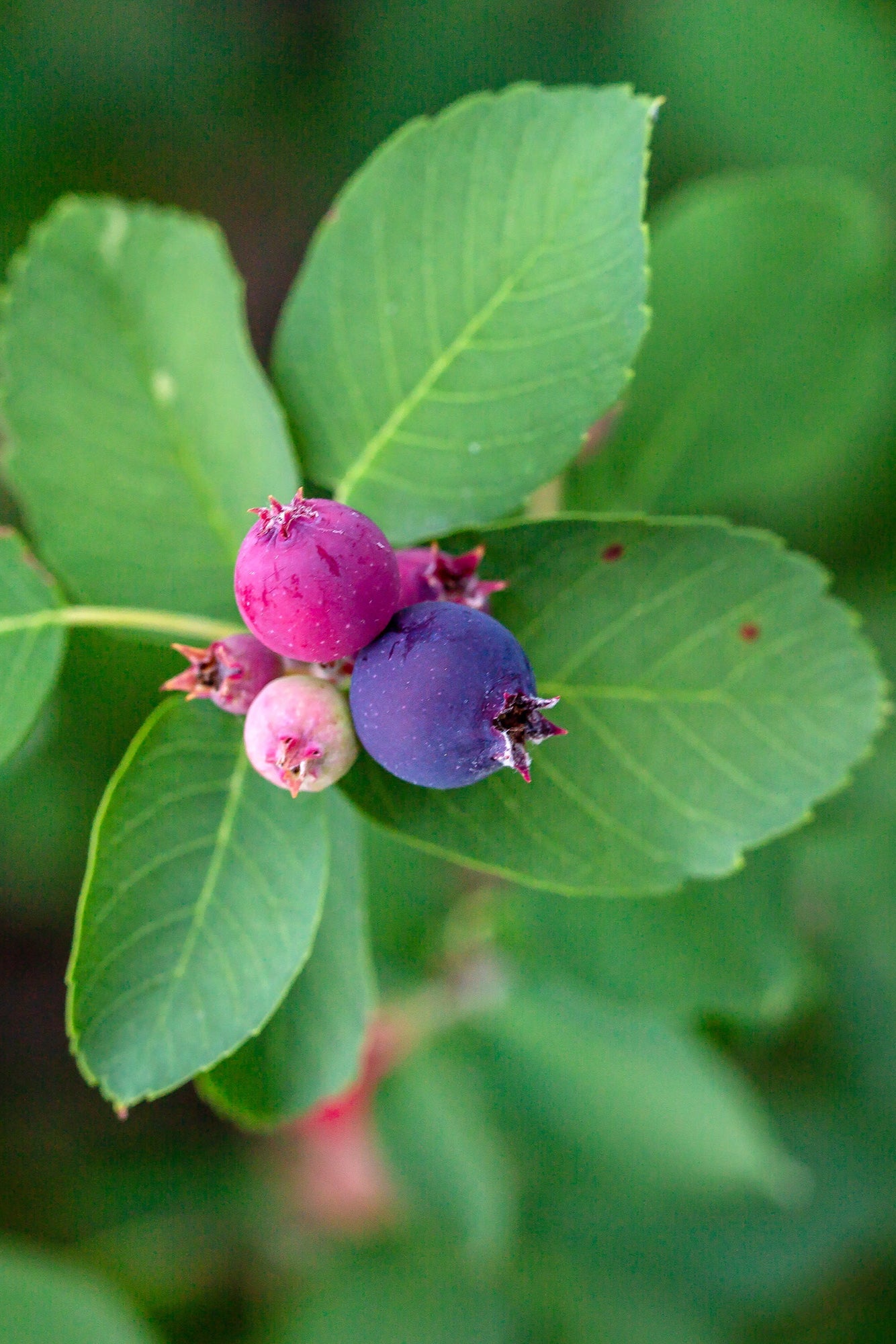 Amelanchier 'Standing Ovation' berries up close ©Bailey Nurseries