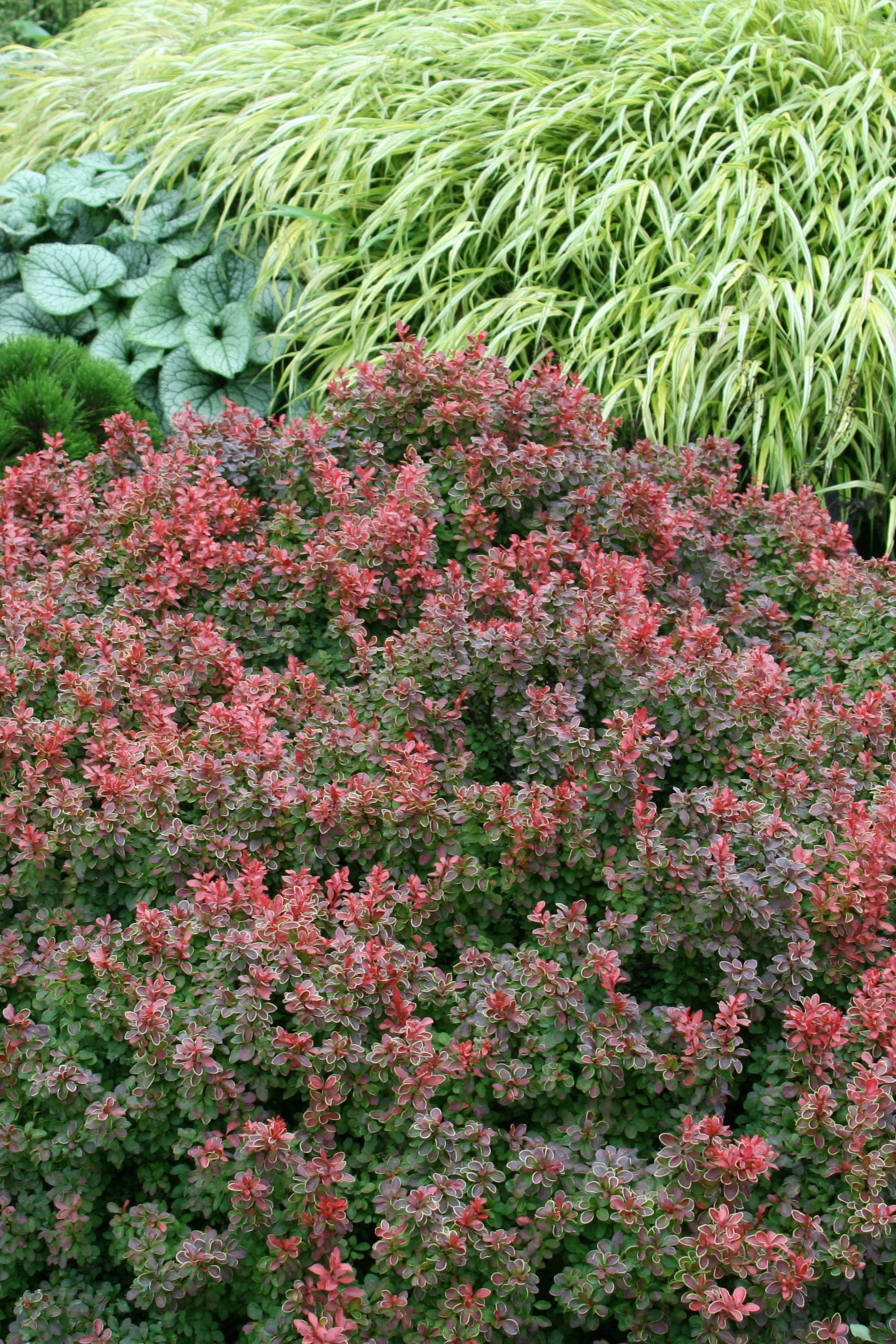 Berberis 'Admiration'at a mature state planted in a garden ©BaileyNurseries