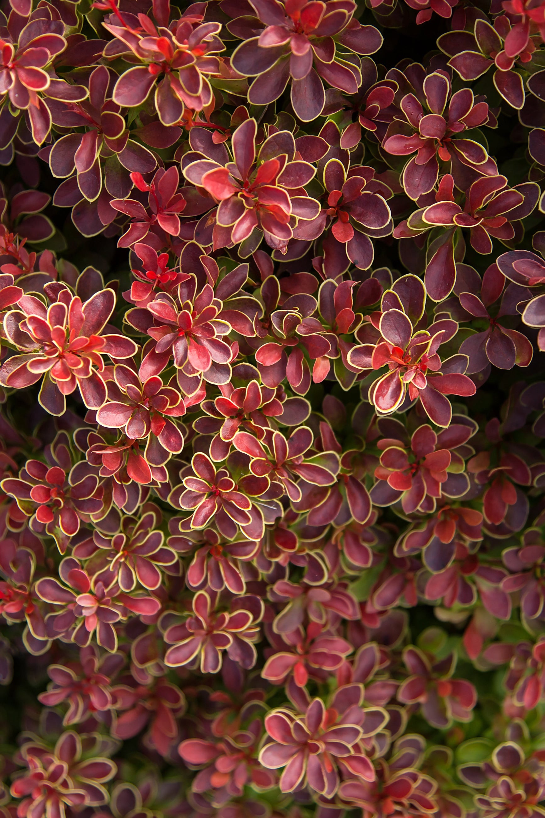 Berberis 'Admiration'burgundy red leaves with chartreuse rims up close ©BaileyNurseries