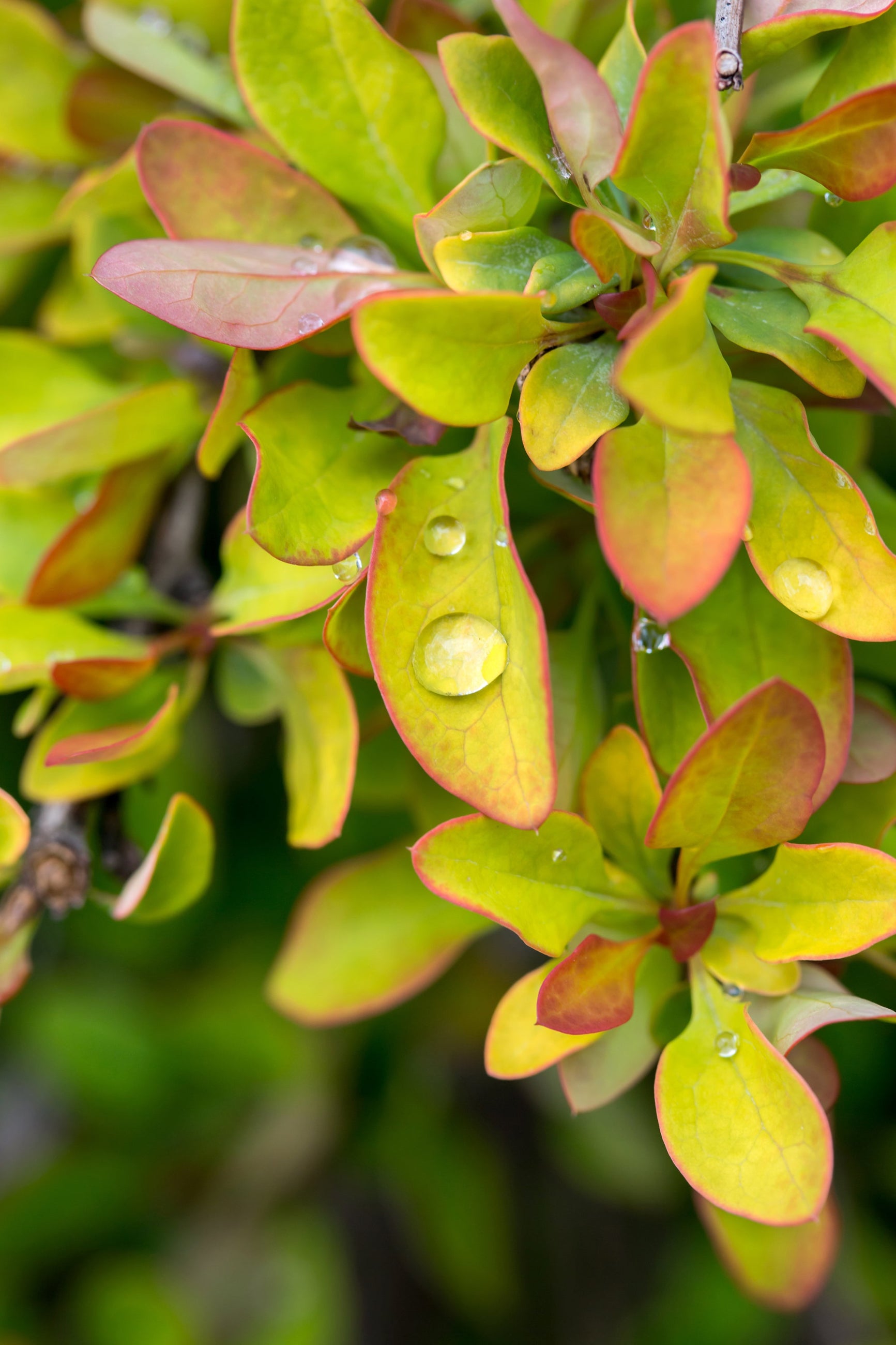 Berberis 'Limoncello' leaves up close n chartreuse and burgundy ©Bailey Nurseries