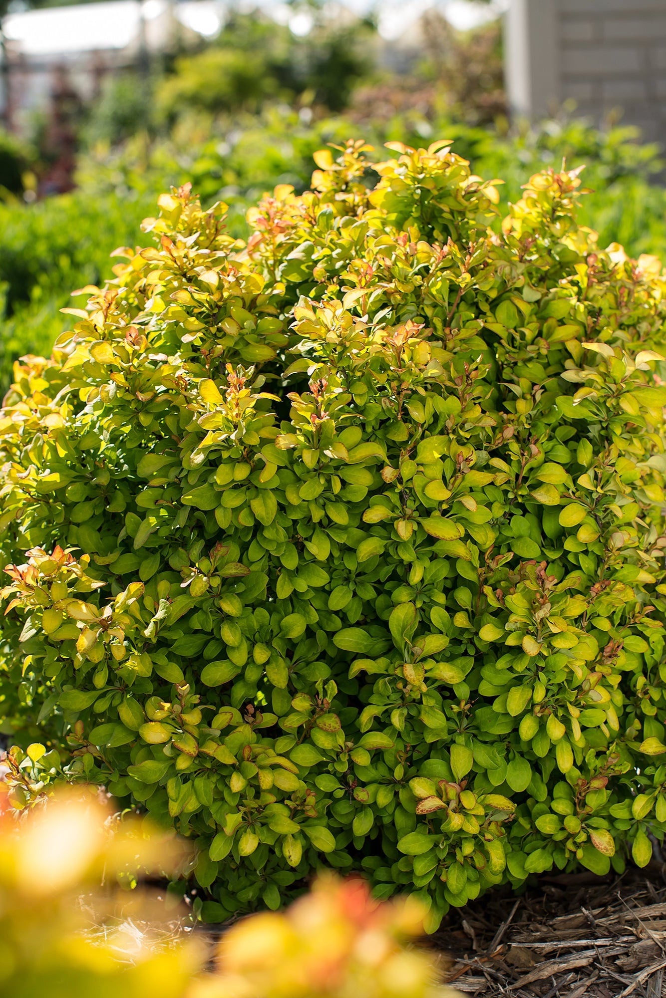 Berberis 'Limoncello' more mature and planted in a landscape ©Bailey Nurseries