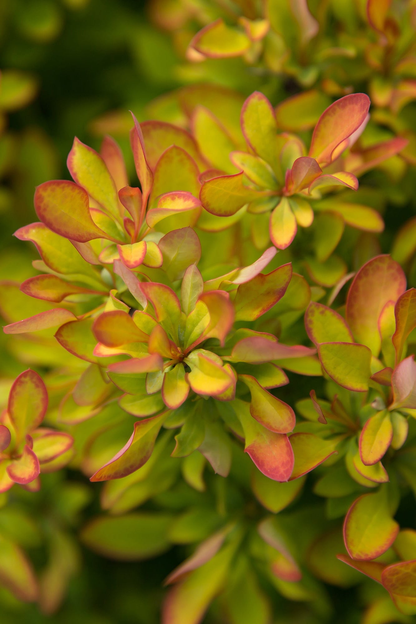 Berberis 'Limoncello' leaves up close n chartreuse and burgundy ©Bailey Nurseries