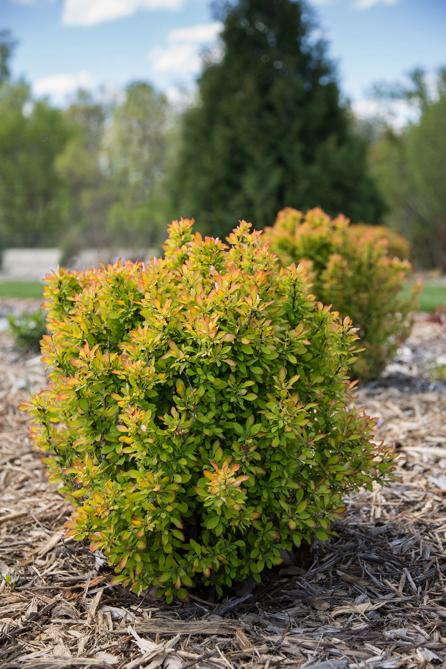 Berberis 'Limoncello' more mature and planted in the landscape ©Bailey Nurseries