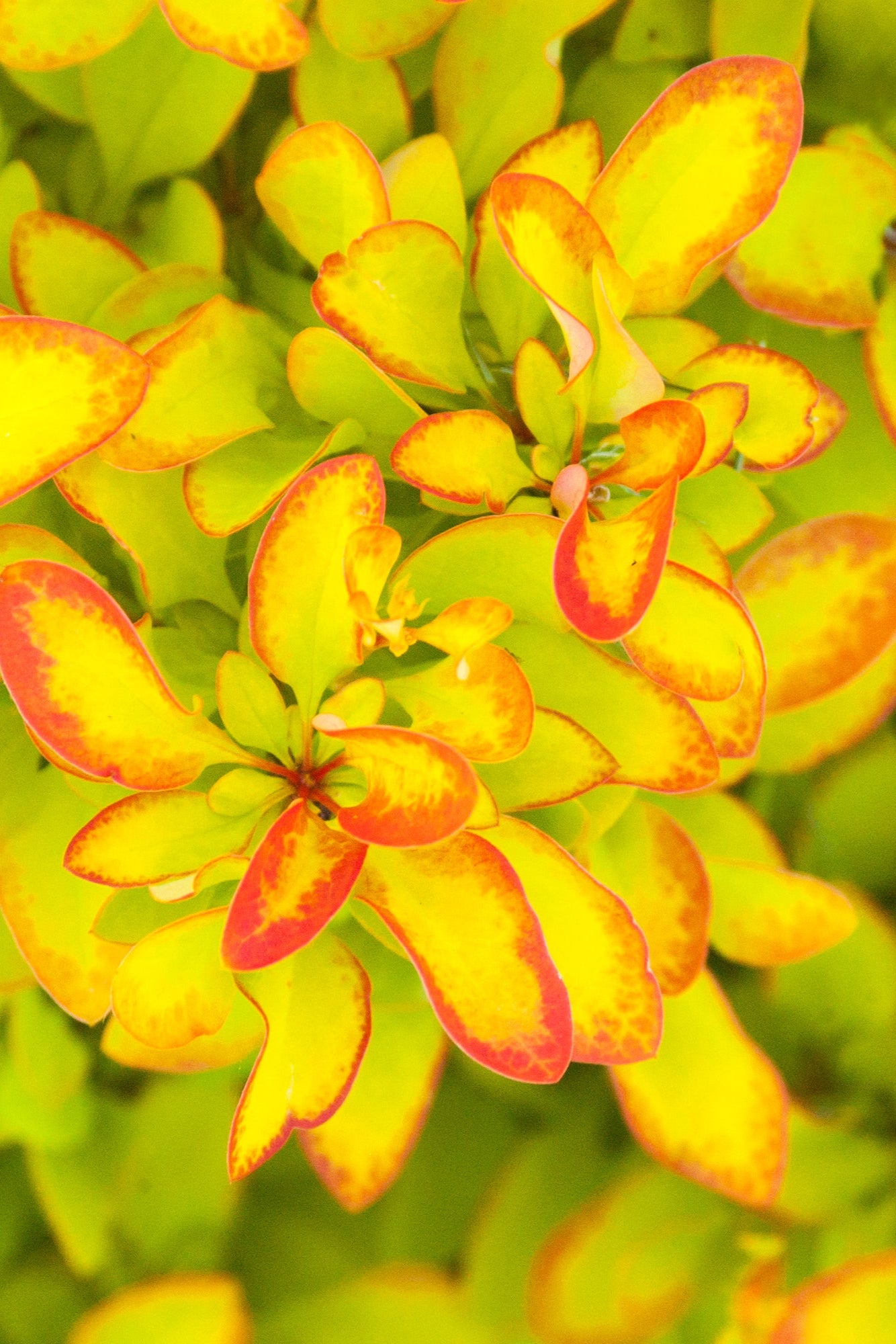 Berberis 'Limoncello' leaves up close n chartreuse and burgundy ©Bailey Nurseries