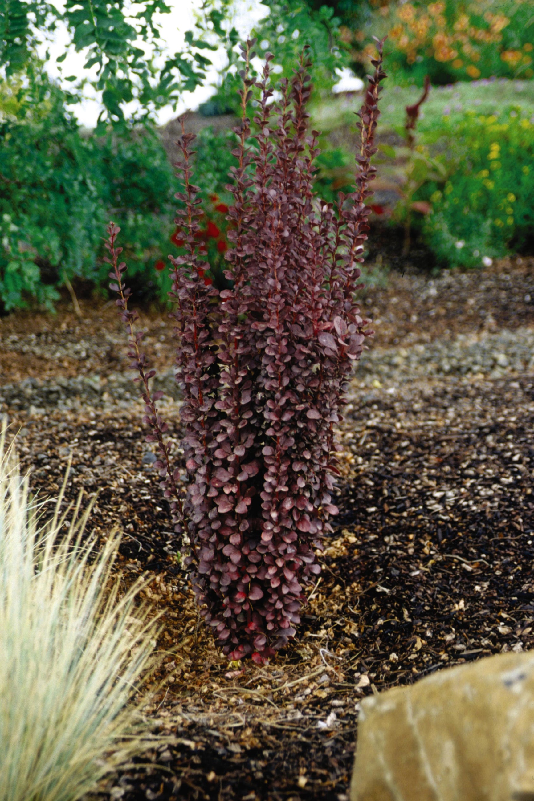 Berberis 'Helmond Pillar' barberry in the landscape ©Bailey Nurseries