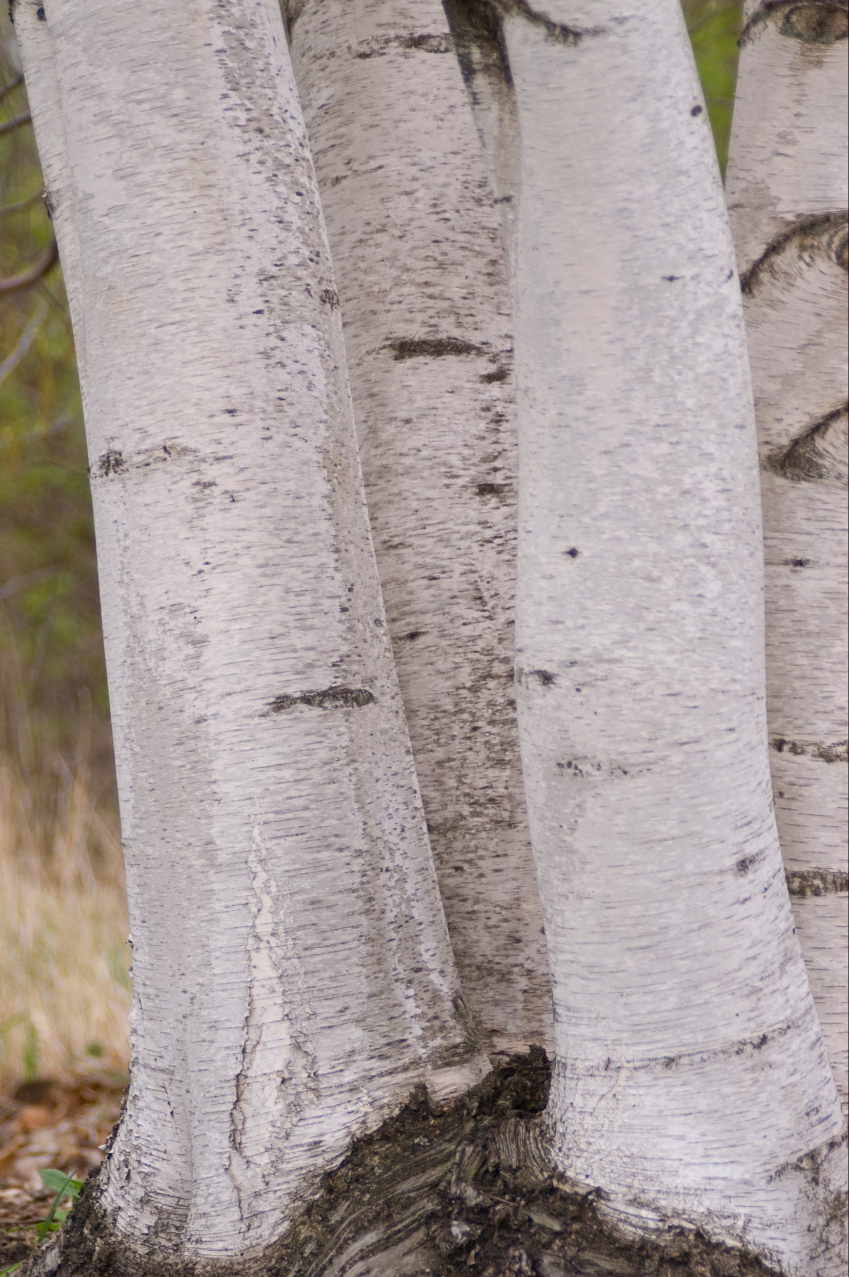 MATURE Betula 'Whitespire' birch tree trunks showing the mature white bark ©Bailey Nurseries