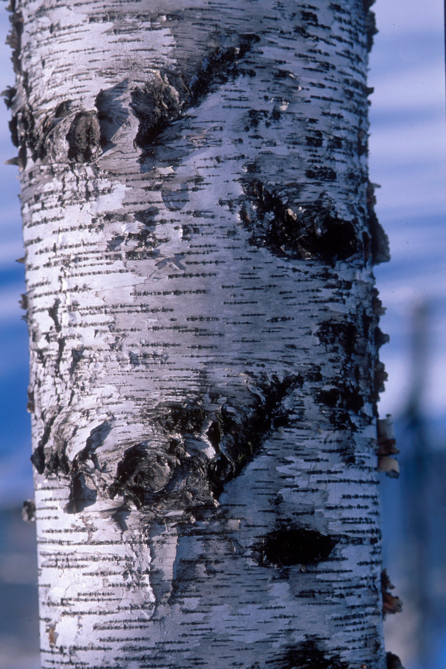 MATURE Betula 'Whitespire' birch tree trunks showing the mature white bark ©Bailey Nurseries