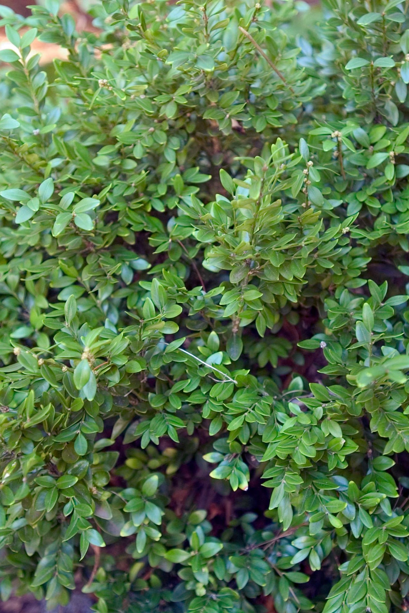 Buxus 'Chicagoland Green' up close showing the green ovate leaves ©Bailey Nurseries