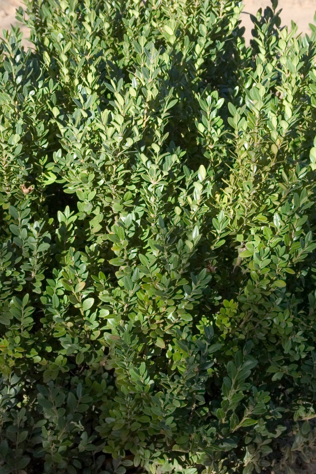 Buxus 'Green Mountain' green leaves up close ©Bailey Nurseries