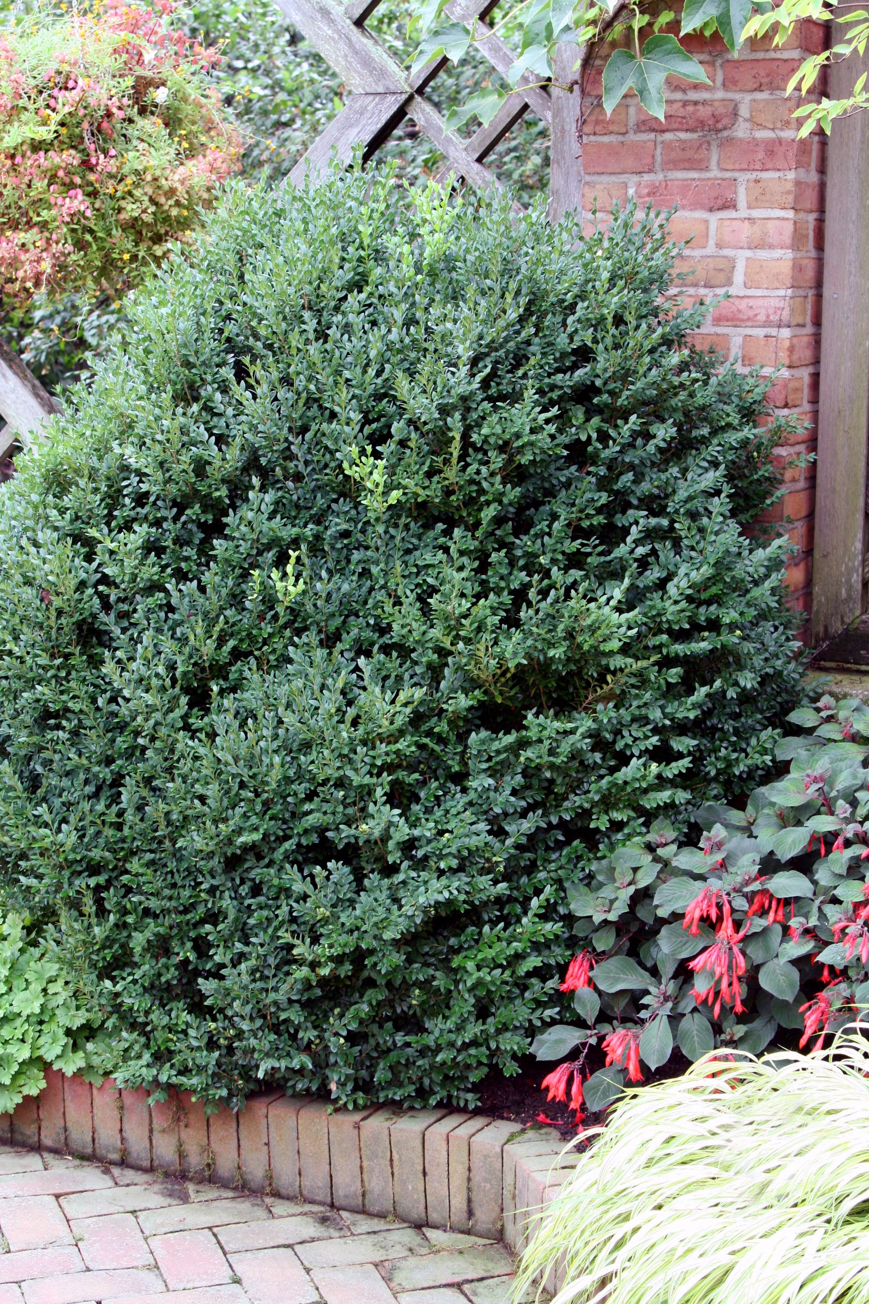 Buxus 'Green Mountain' mature shrub planted in the landscape ©Bailey Nurseries