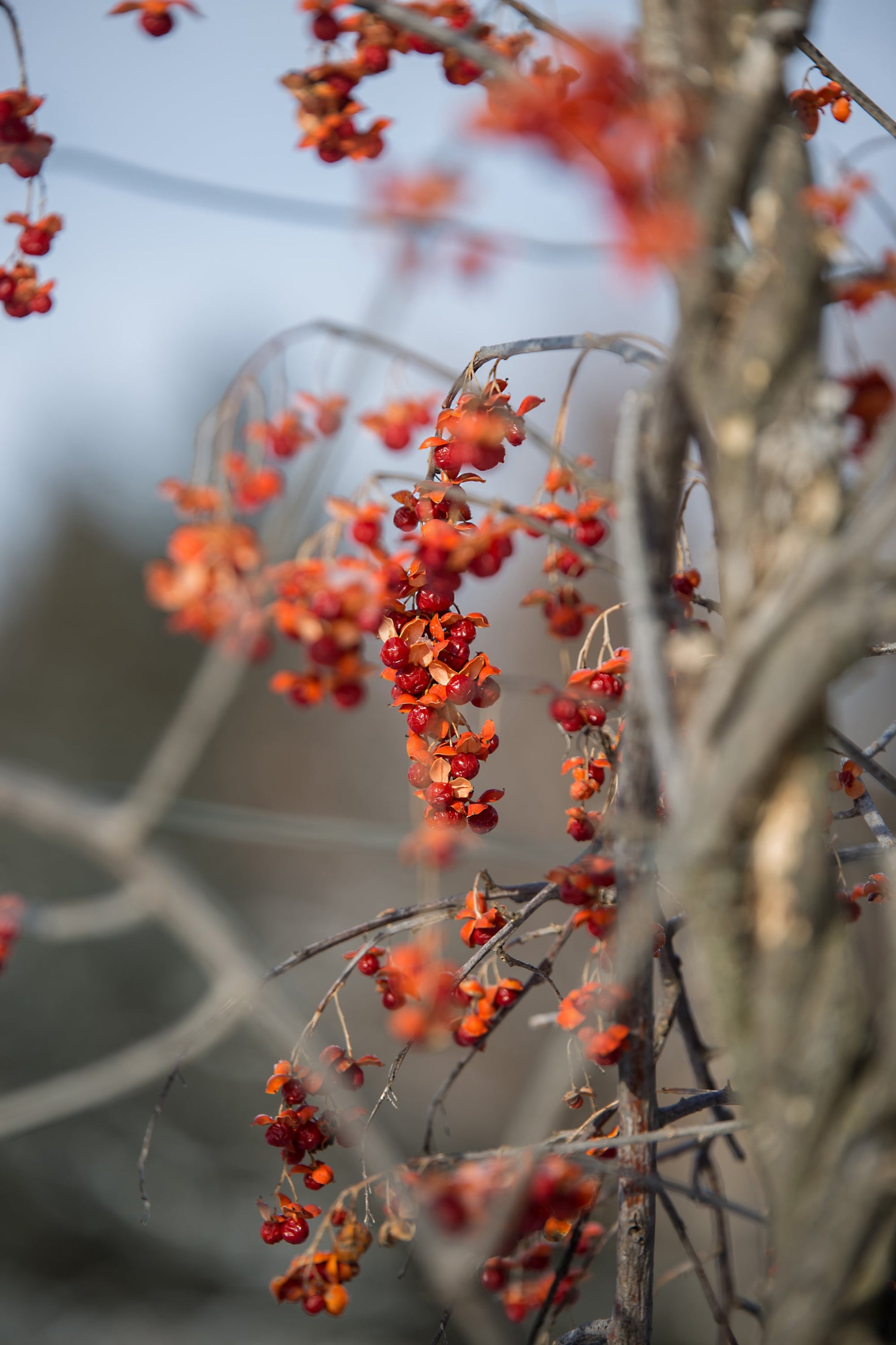 berries of Celastrus 'Autumn Revolution' ©Bailey Nurseries