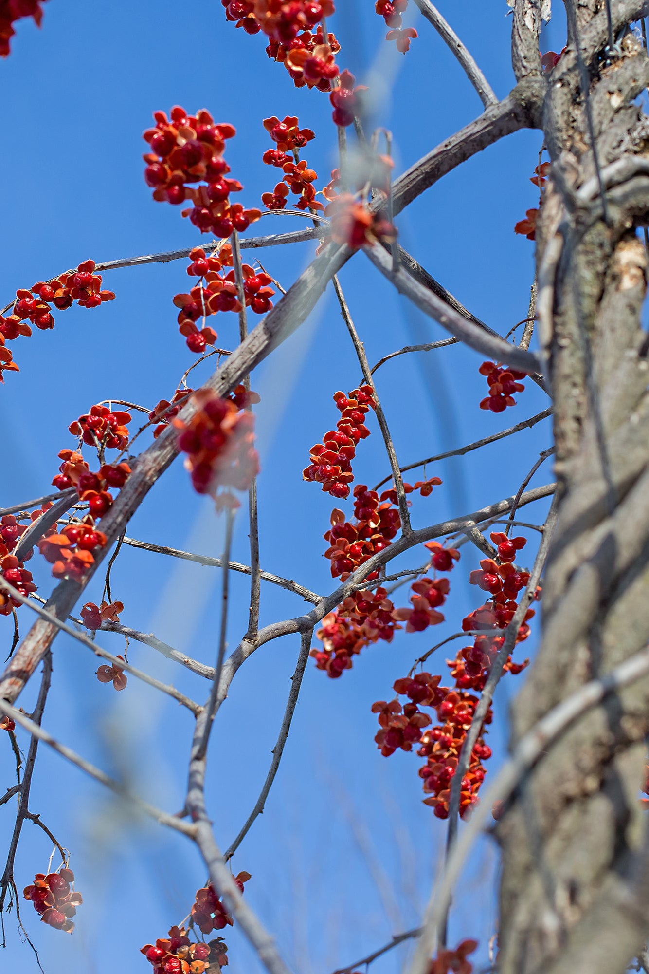 twinging vine with berries of Celastrus 'Autumn Revolution' ©Bailey Nurseries
