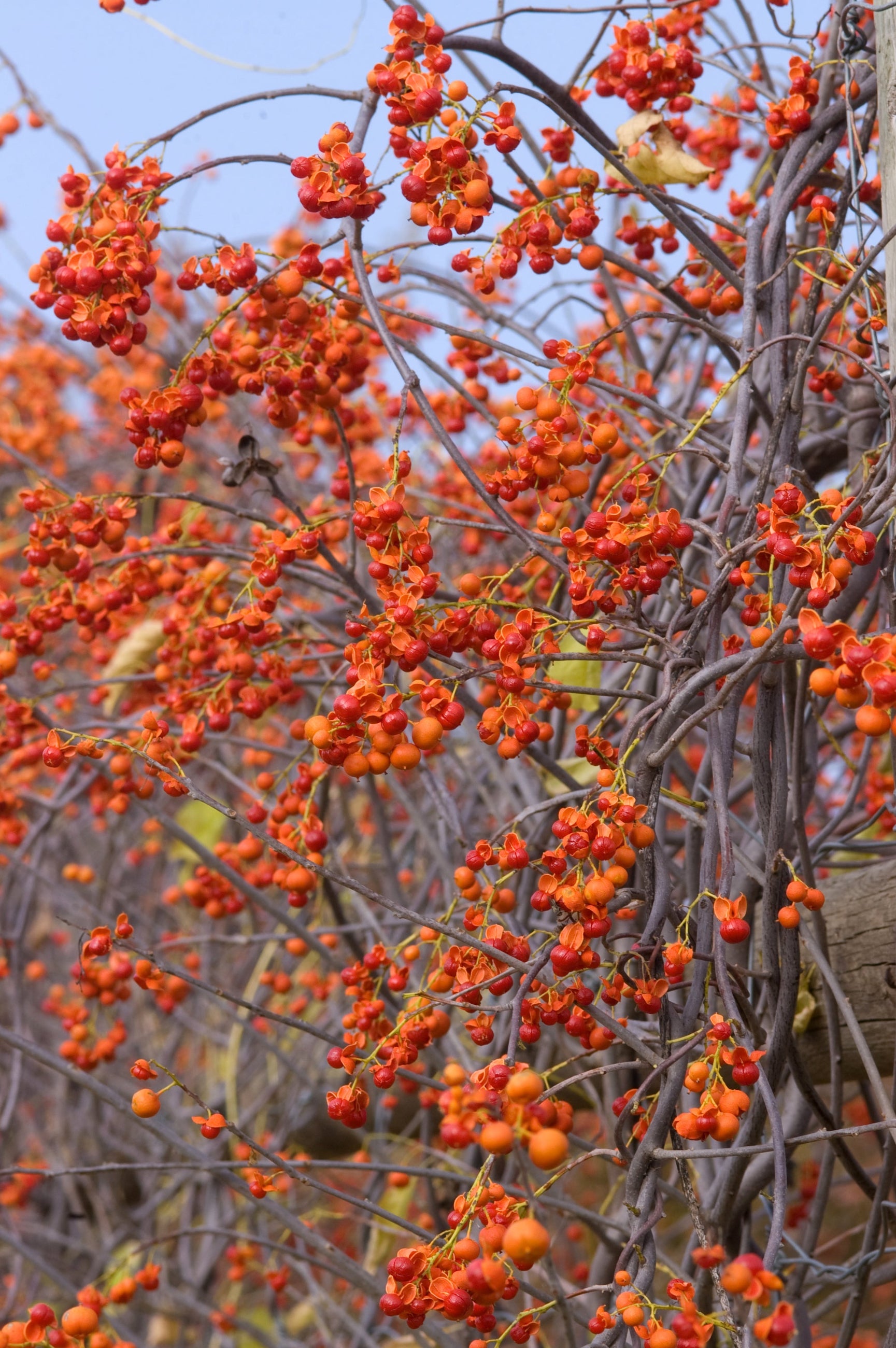 berries and twinging vine of Celastrus 'Autumn Revolution' ©Bailey Nurseries