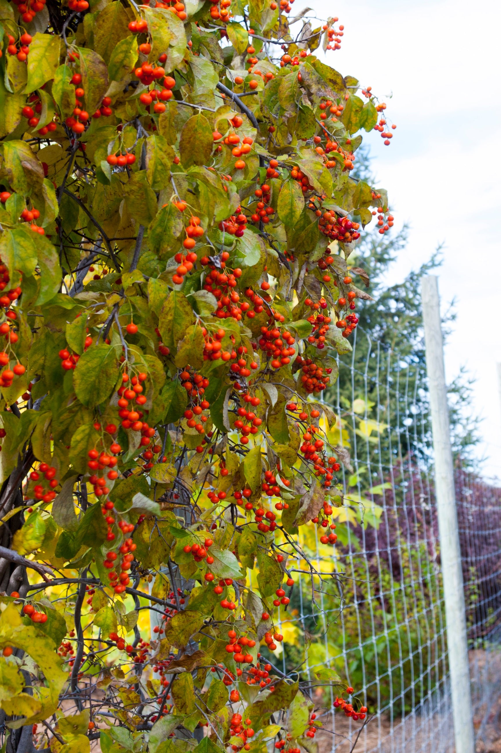 berries and leaves of Celastrus 'Autumn Revolution' climbing a fence ©Bailey Nurseries