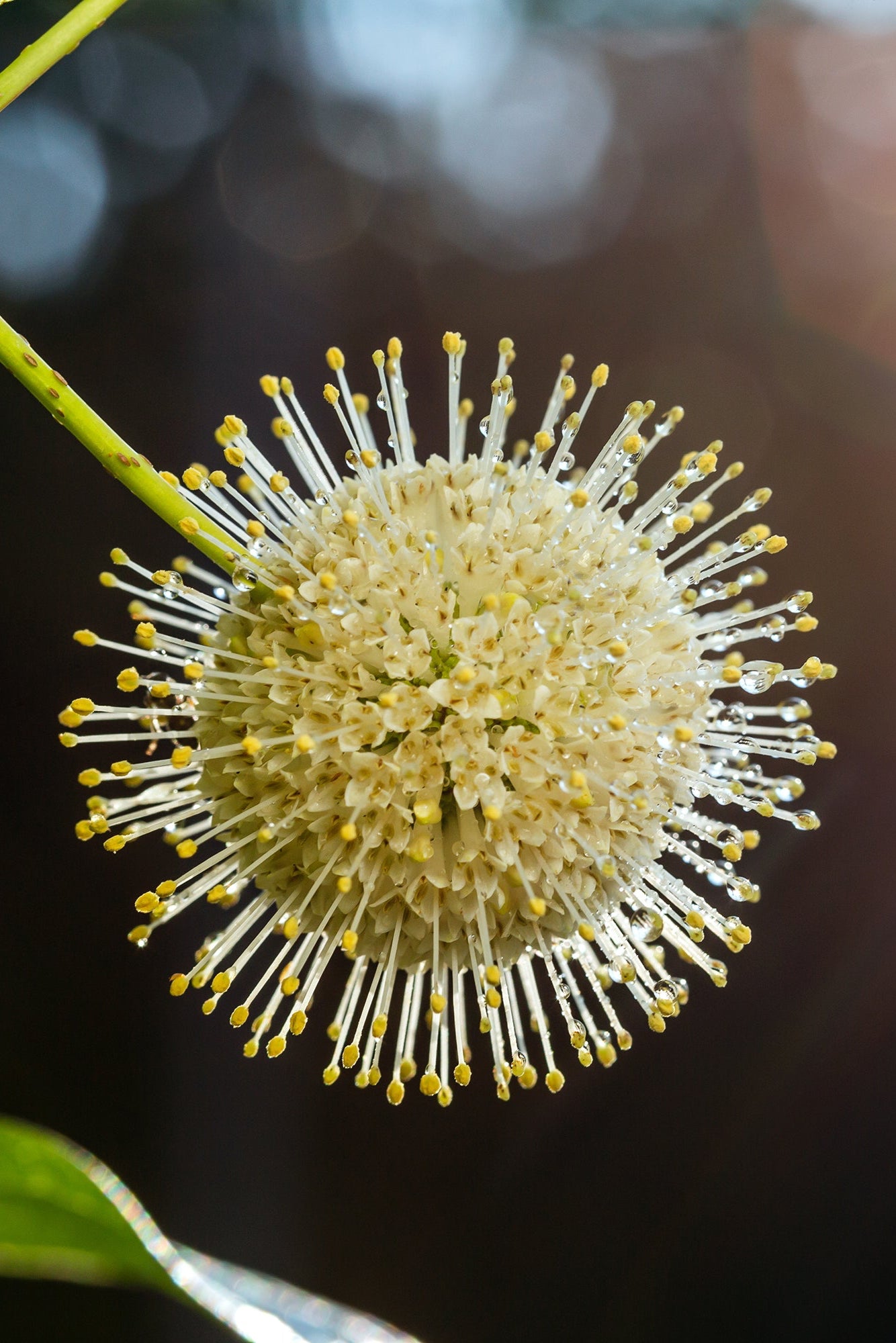 Buttonbush's sweet weird white flower pom pom ©Bailey Nurseries