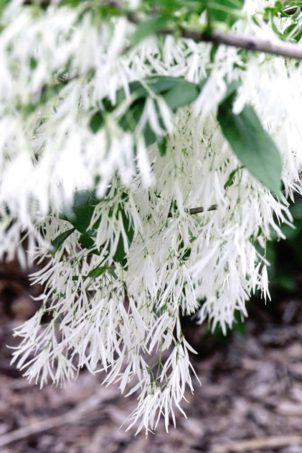 Chionanthus 'White Fringetree' showing the bright white fringe like flowers in full bloom ©Bailey Nurseries
