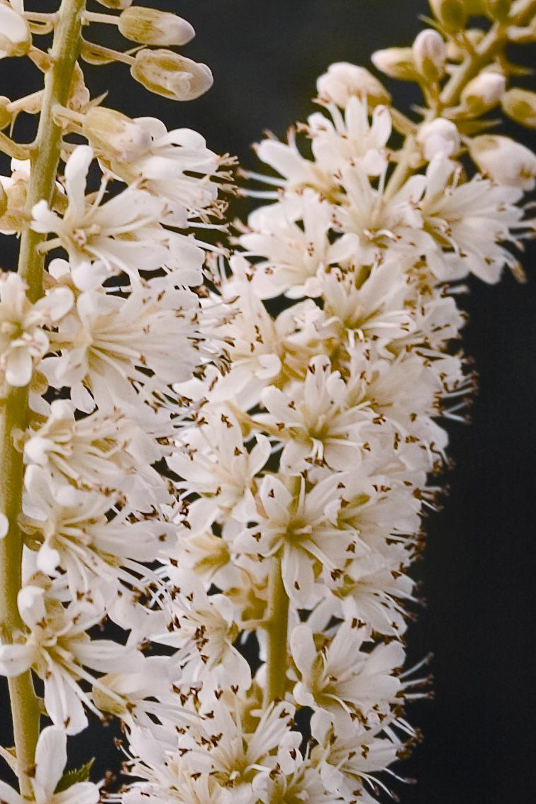 Plethora 'Vanilla Spice' in bloom with its white flower spikes up close. ©Bailey Nurseries