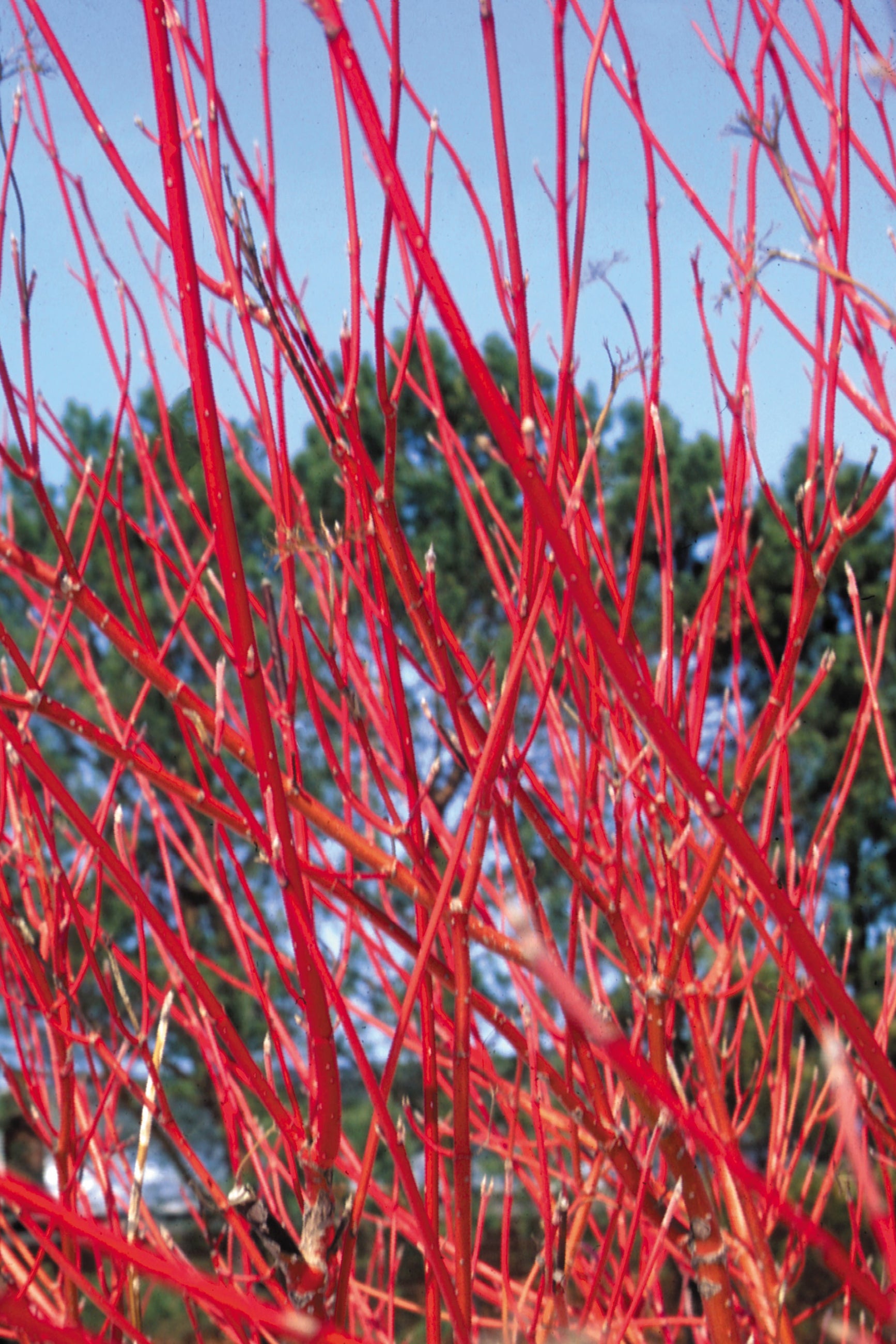 The bright red twigs of Cornus Cardinal Red Dogwood in winter ©Bailey Nurseries