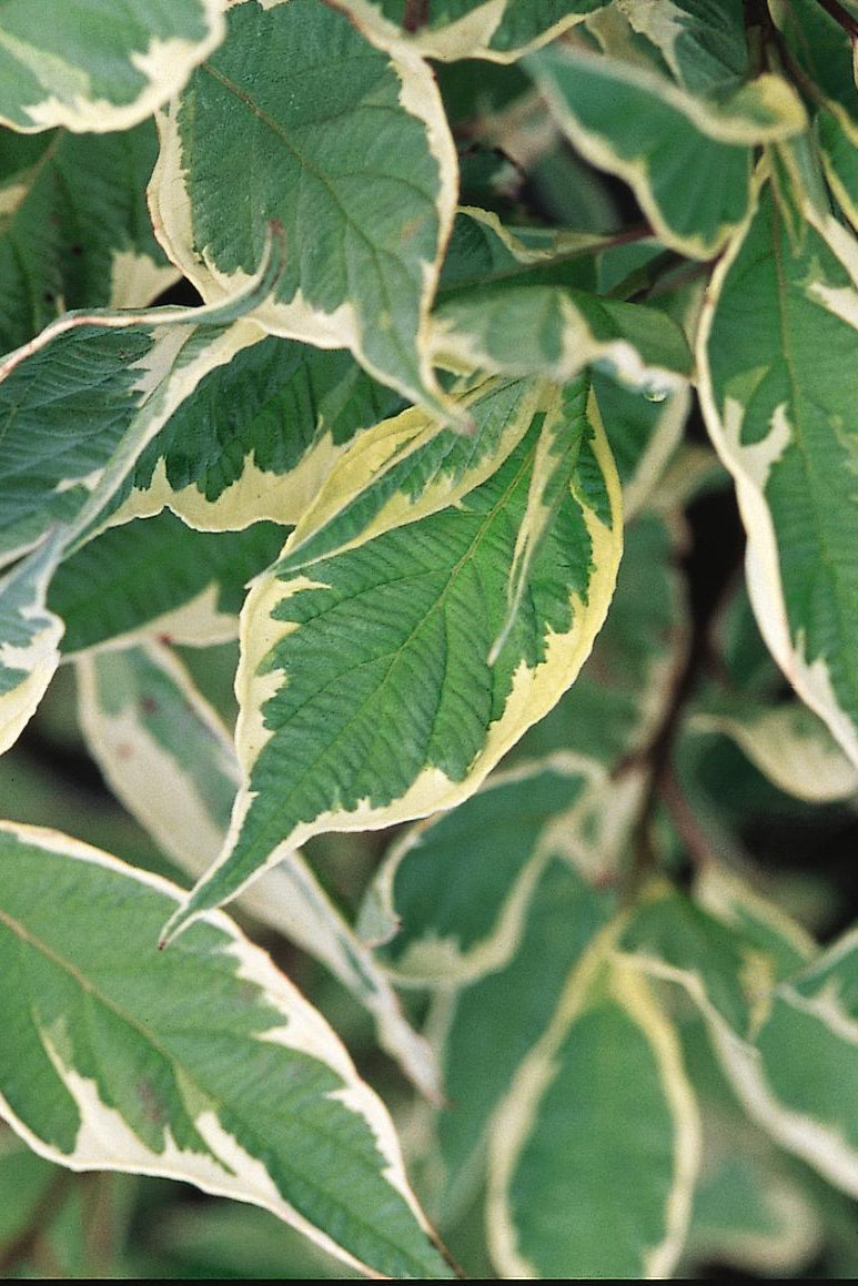 Cornus 'Argenteo-marginata' variegated leaves of white and green up close ©Bailey Nurseries