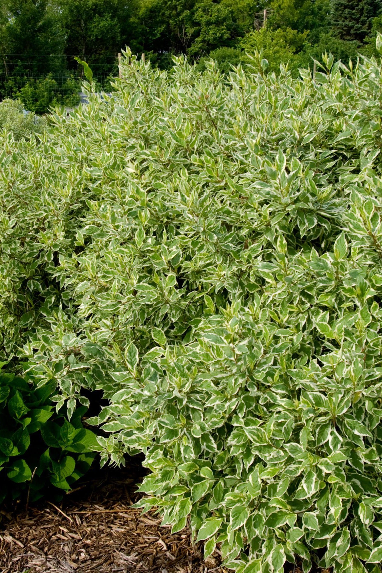 Cornus 'Ivory Halo' bushes at a mature state and planted in the landscape ©Bailey Nurseries