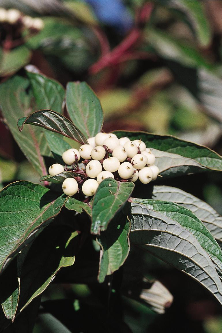 Cornus Red Twigged Dogwood leaves and berries up close ©Bailey Nurseries