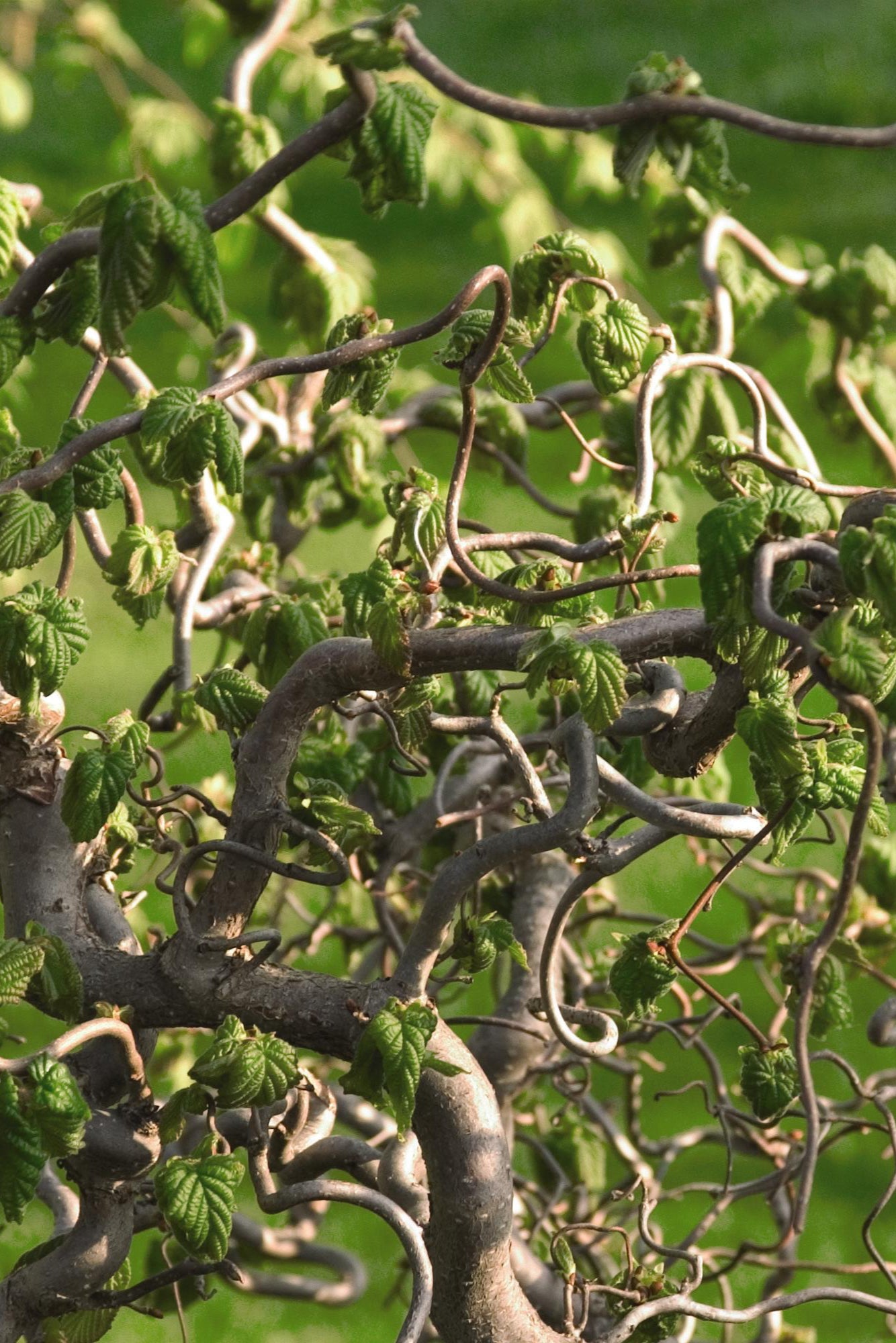 detail of Corylus avellana 'Contorta', or "Harry Lauder's Walkingstick' showing contorted twisted growth ©Bailey Nurseries