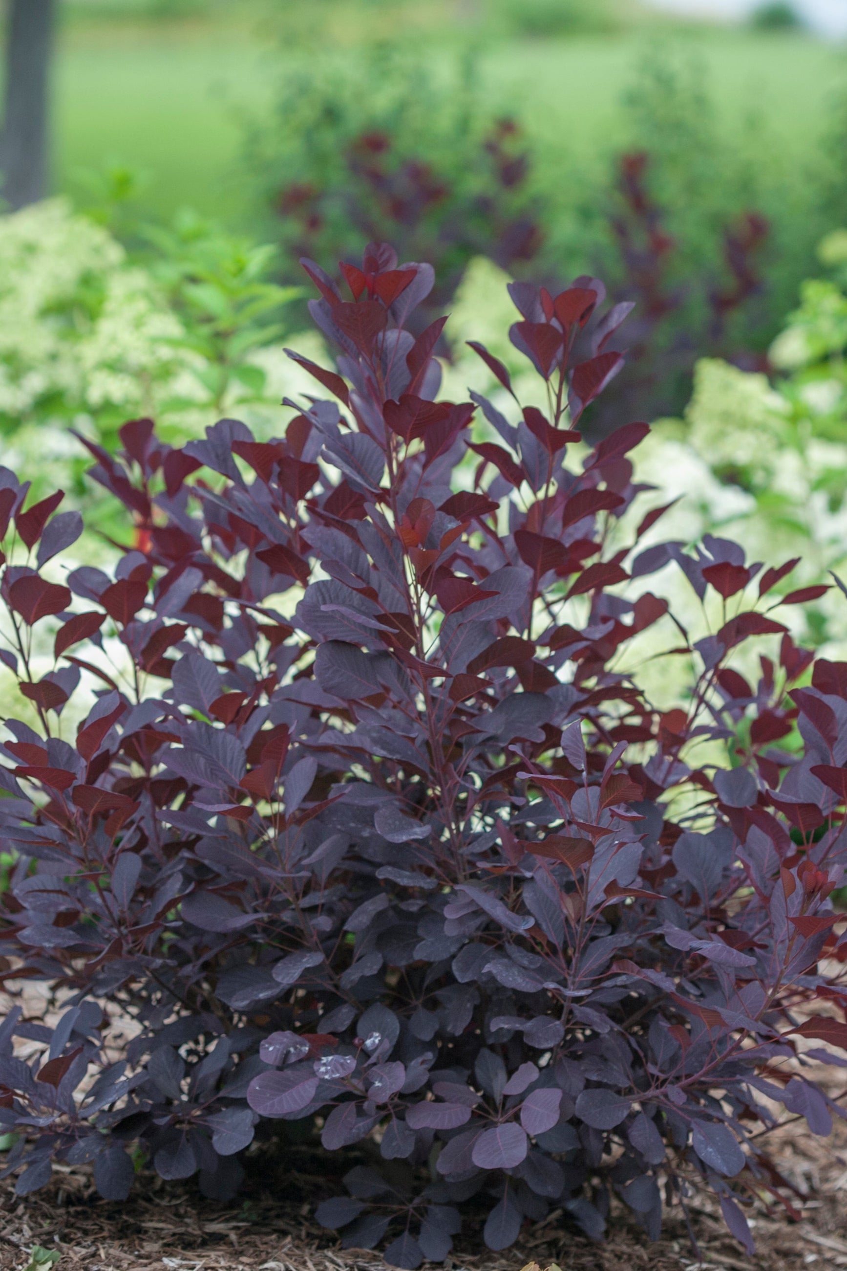 Cotinus 'Minecraft Black' shrub in the landscape prior to blooming ©Bailey Nurseries